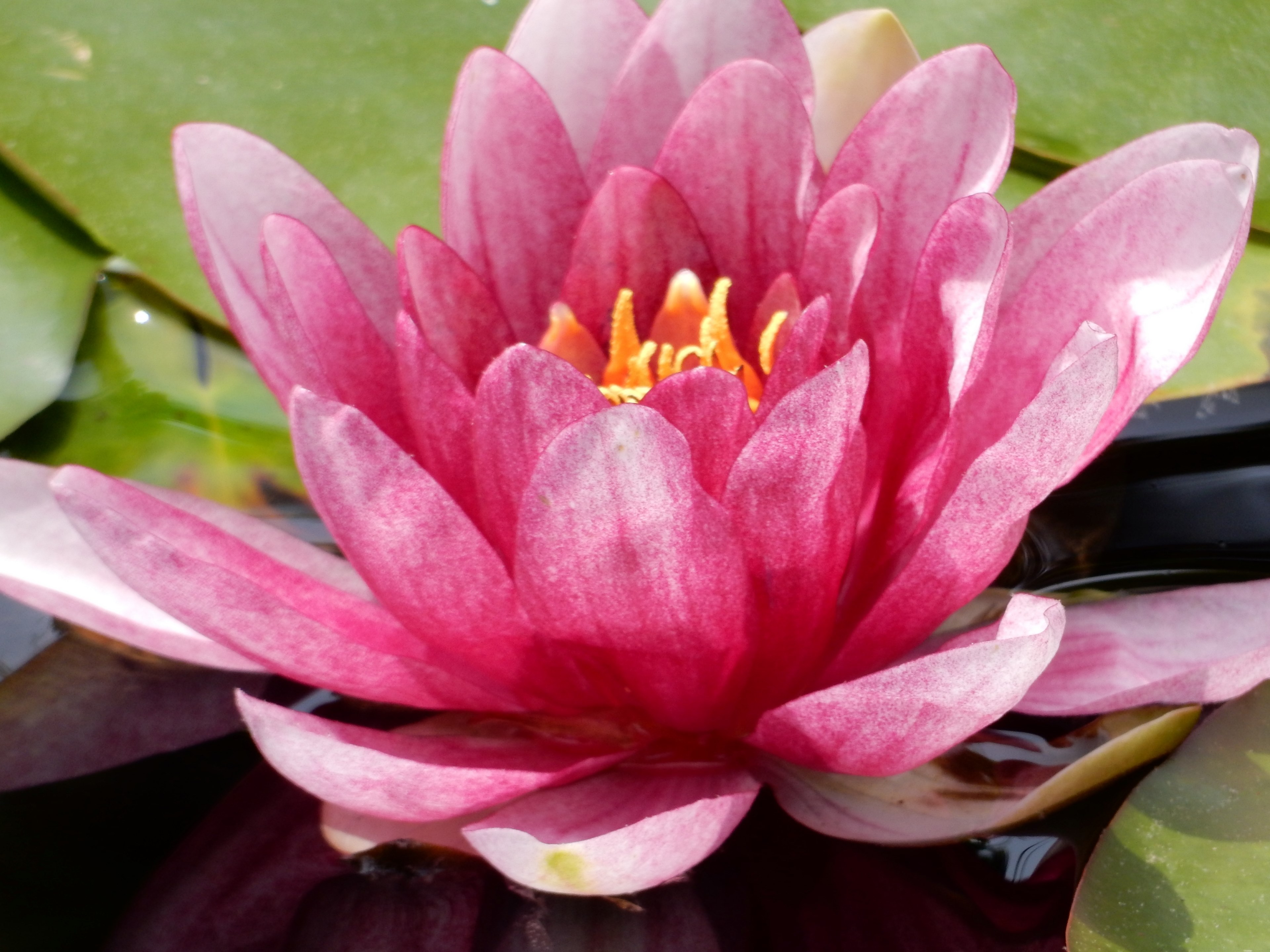 garden bloom waterlily and lotu 4k, HD Wallpaper