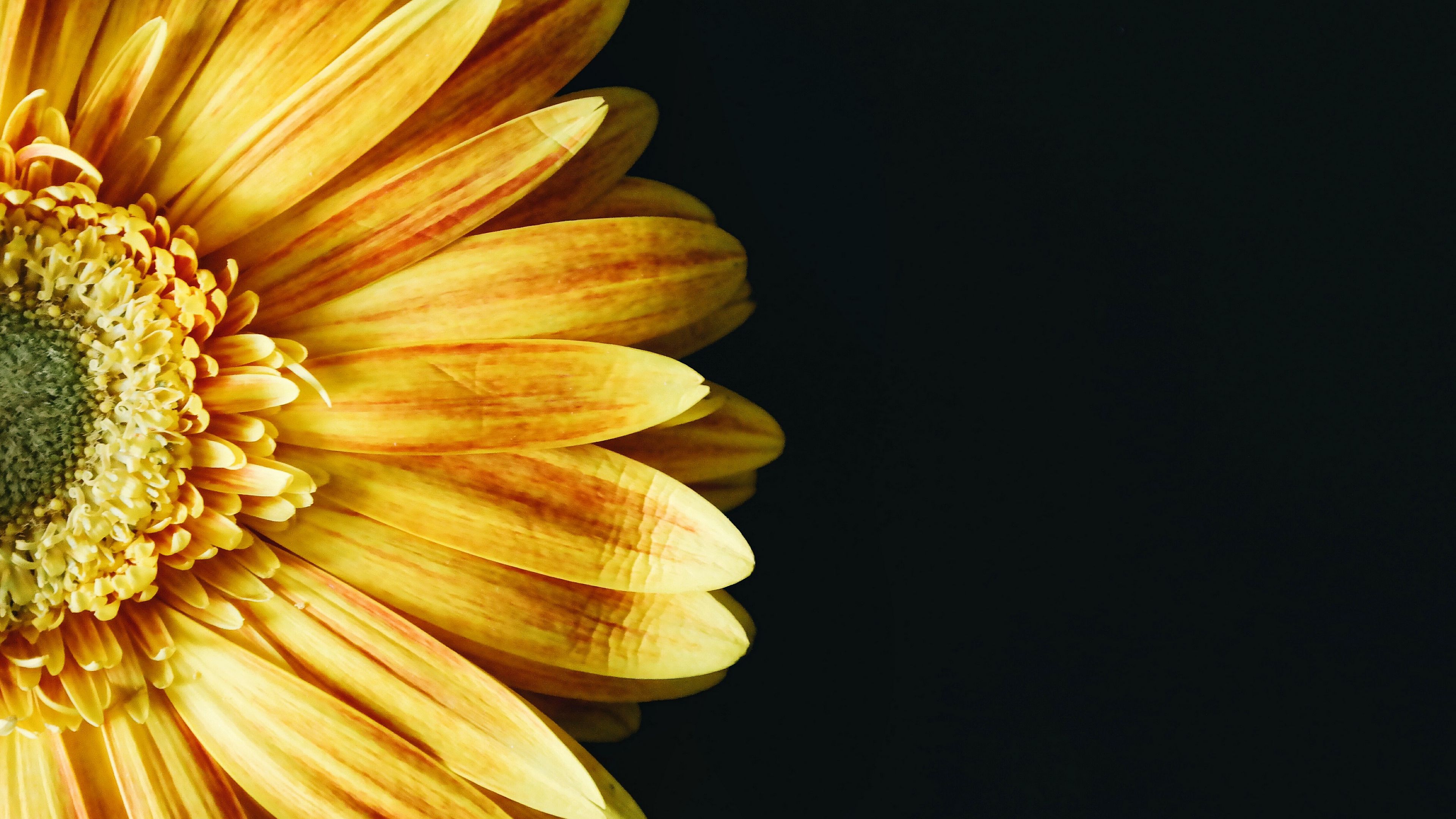 flower, petals, yellow, 4k, HD Wallpaper