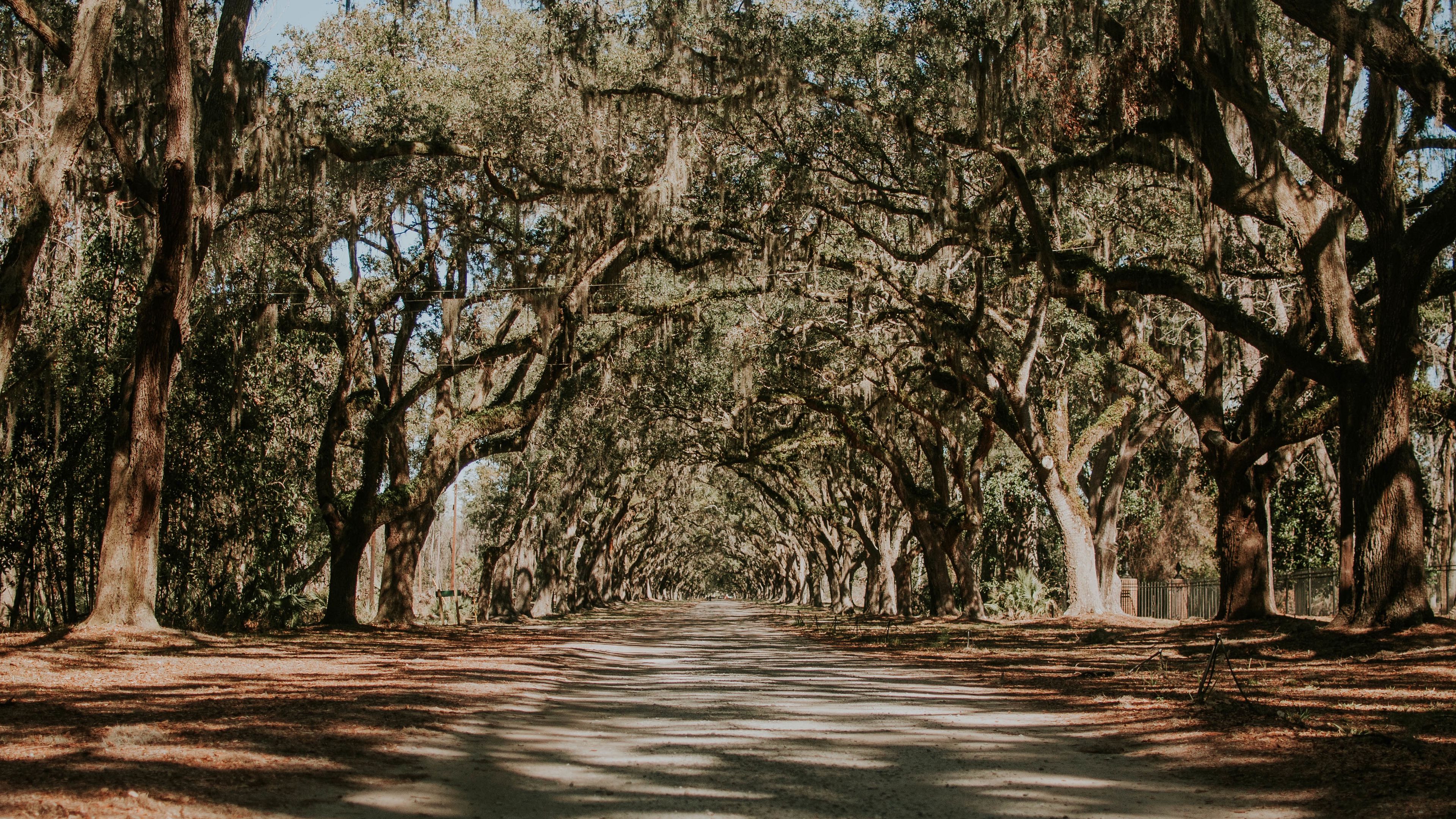 trees, park, shadow, road, 4k, HD Wallpaper