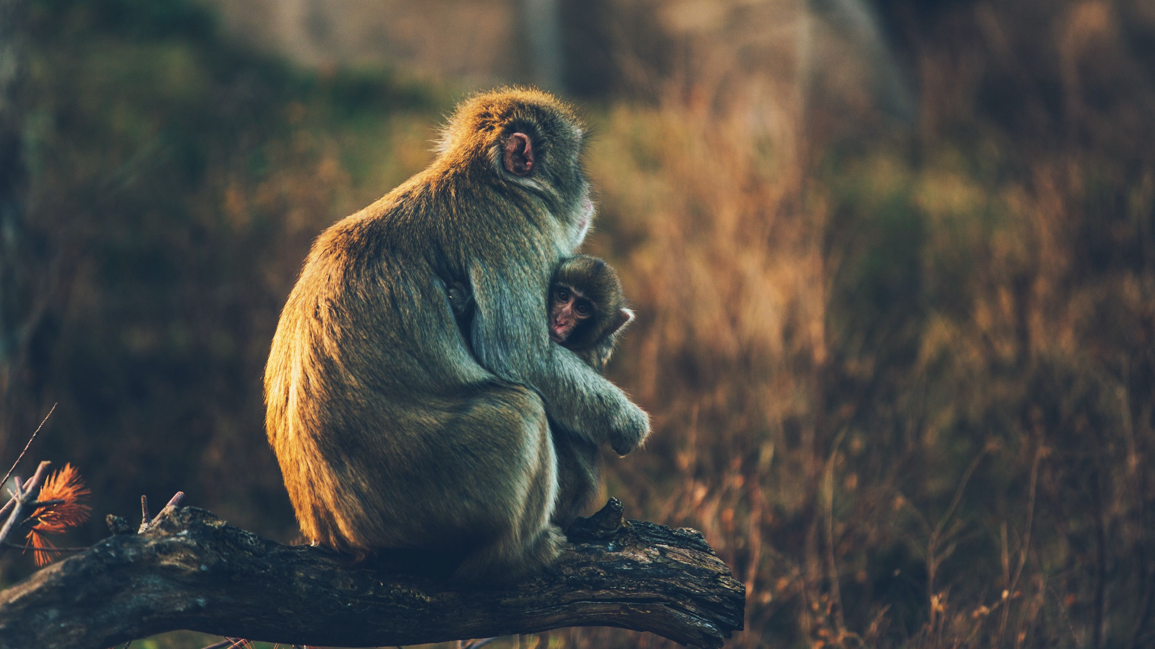 monkey, cub, care, 4k, HD Wallpaper
