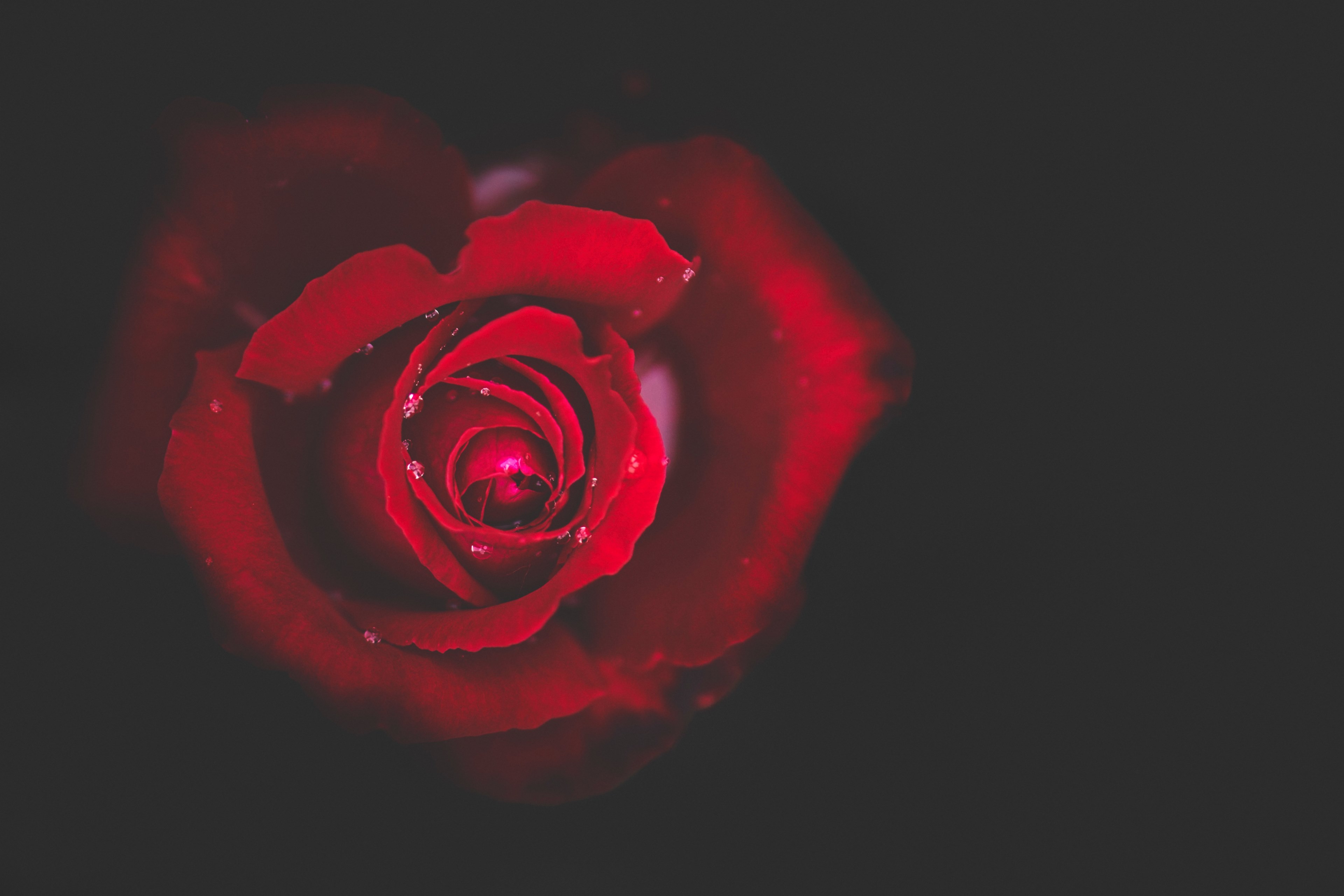 a close up of a deep red rose covered in dewdrops, dewdrops on a red rose 4k, HD Wallpaper