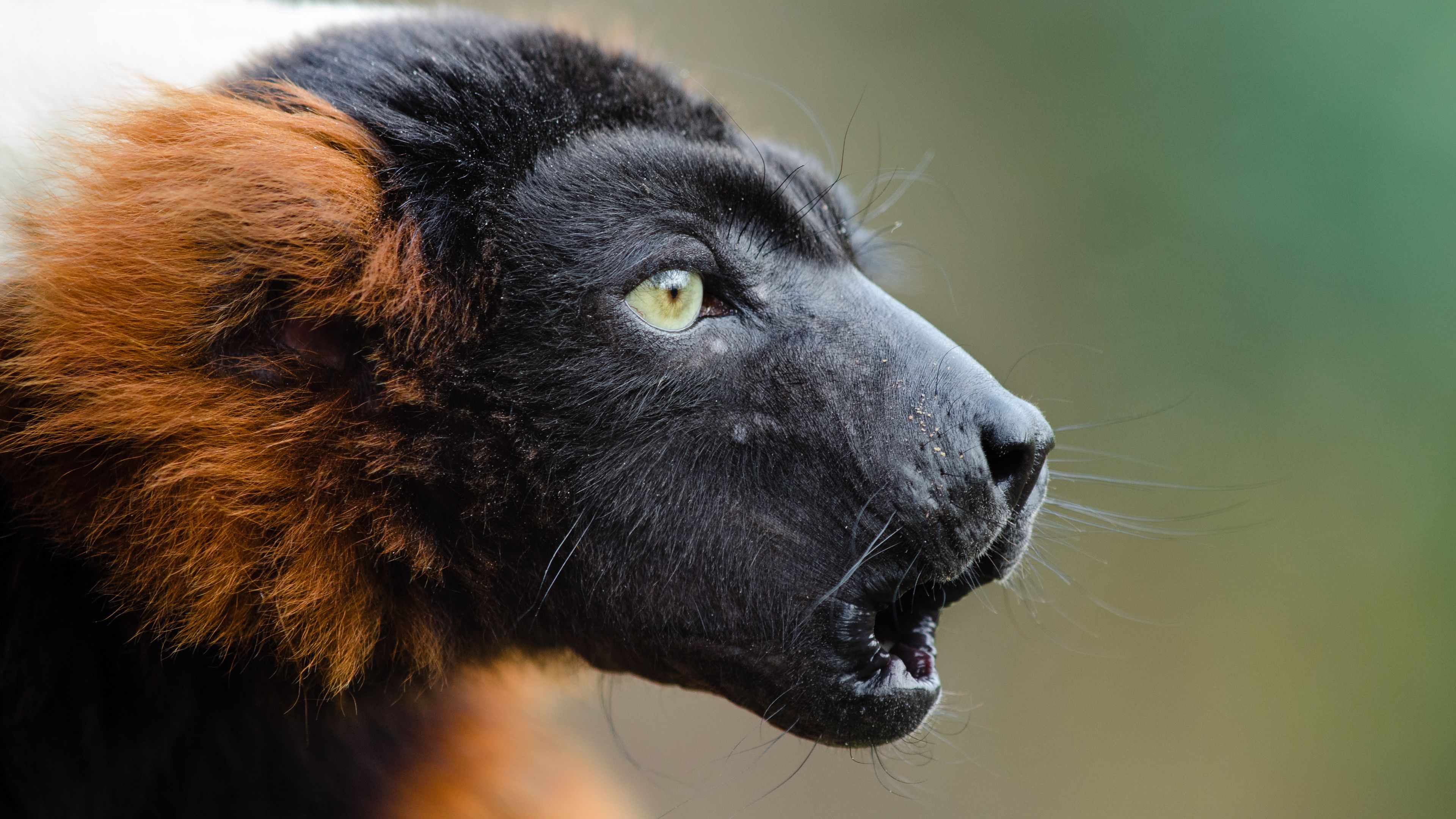 ruffed lemur, muzzle, emotion, 4k, HD Wallpaper