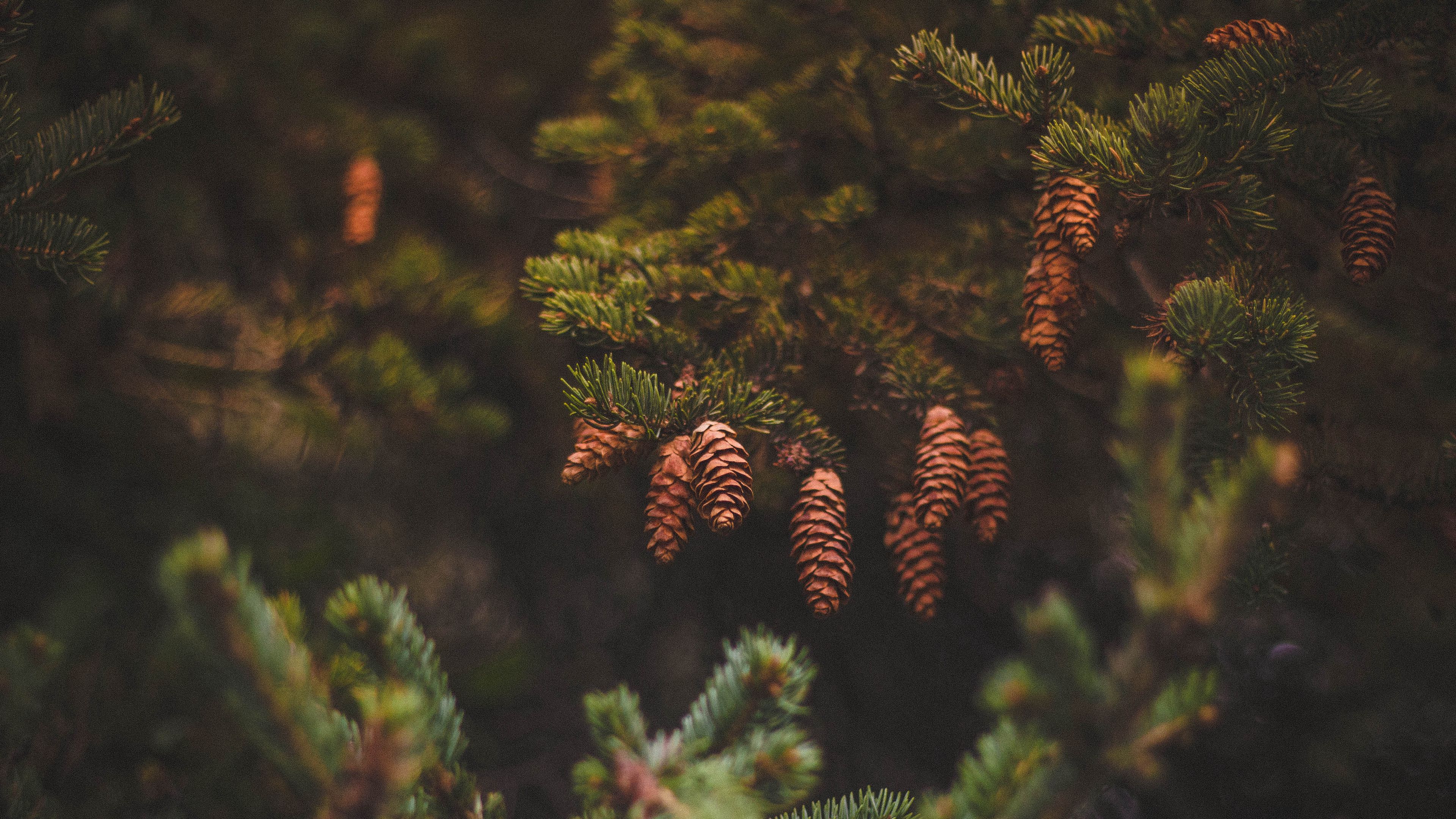 cones, pine, needles, 4k, HD Wallpaper