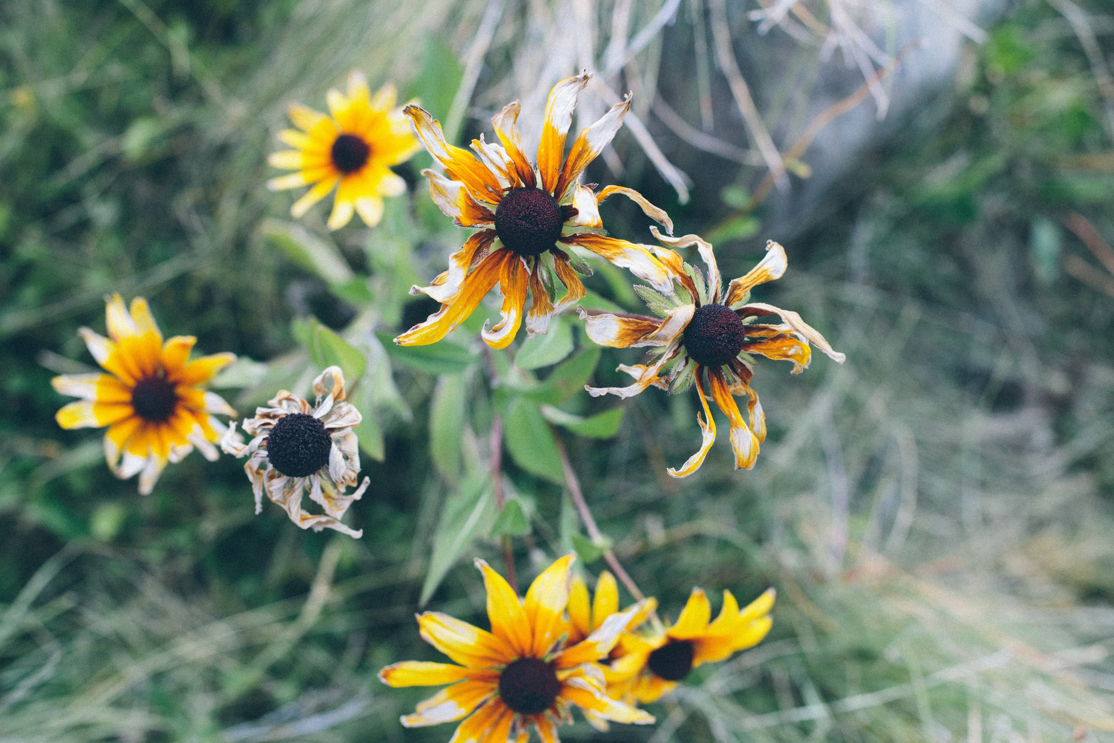 summers end summer mountain and wilting 4k, HD Wallpaper