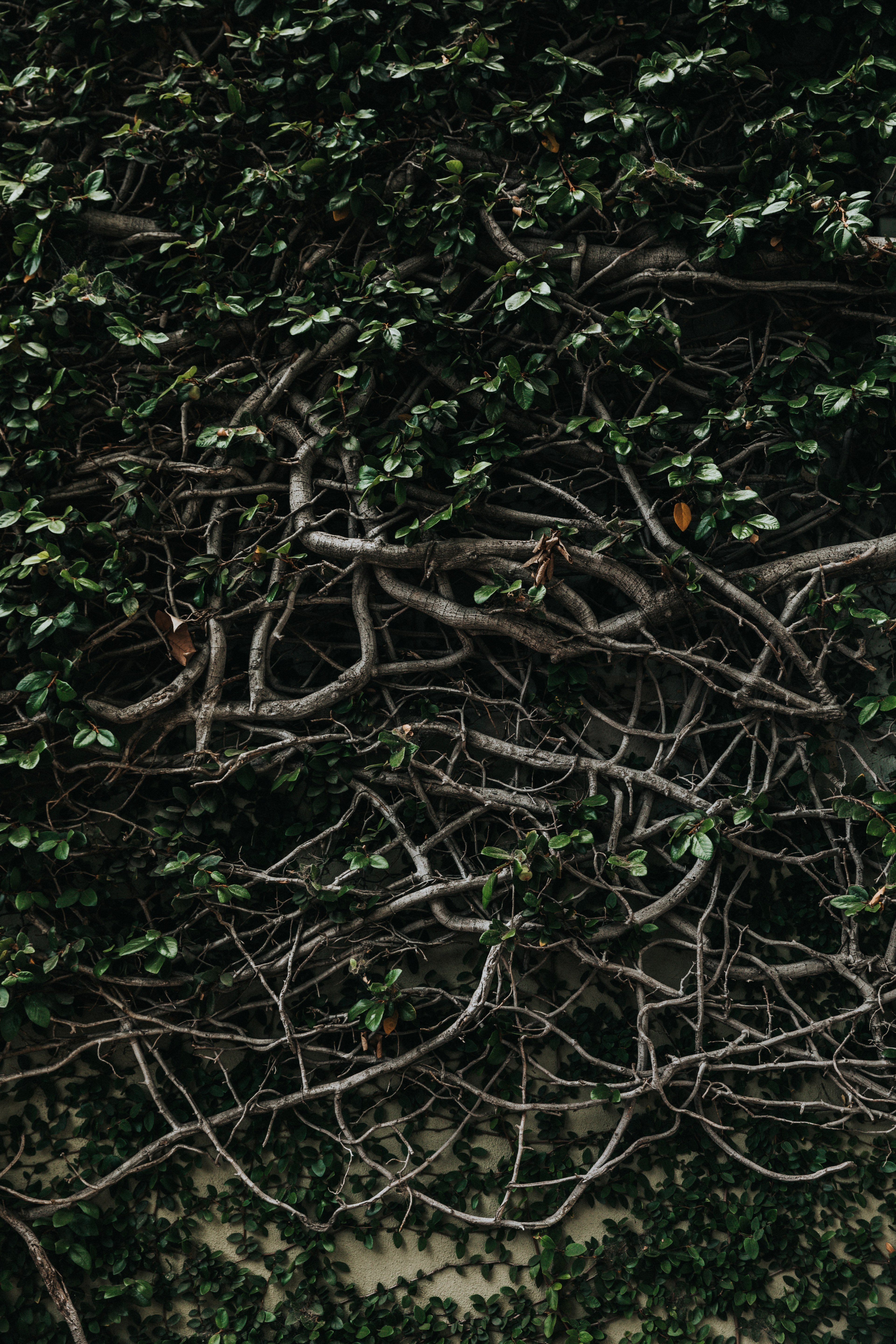 texture branc leaves and sticks hd, 4k, Phone HD Wallpaper