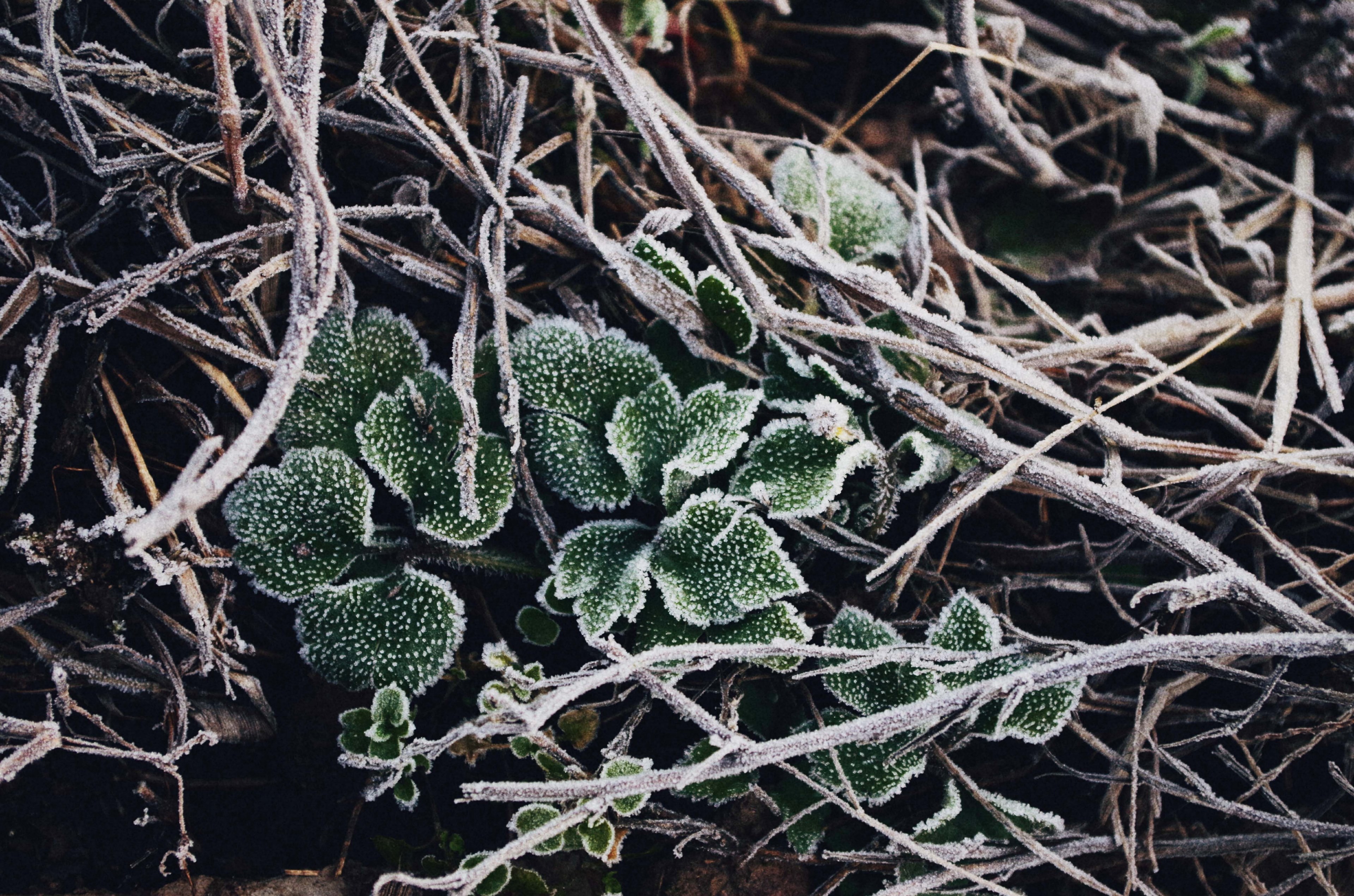 plant leafe leaf and frost 4k, HD Wallpaper