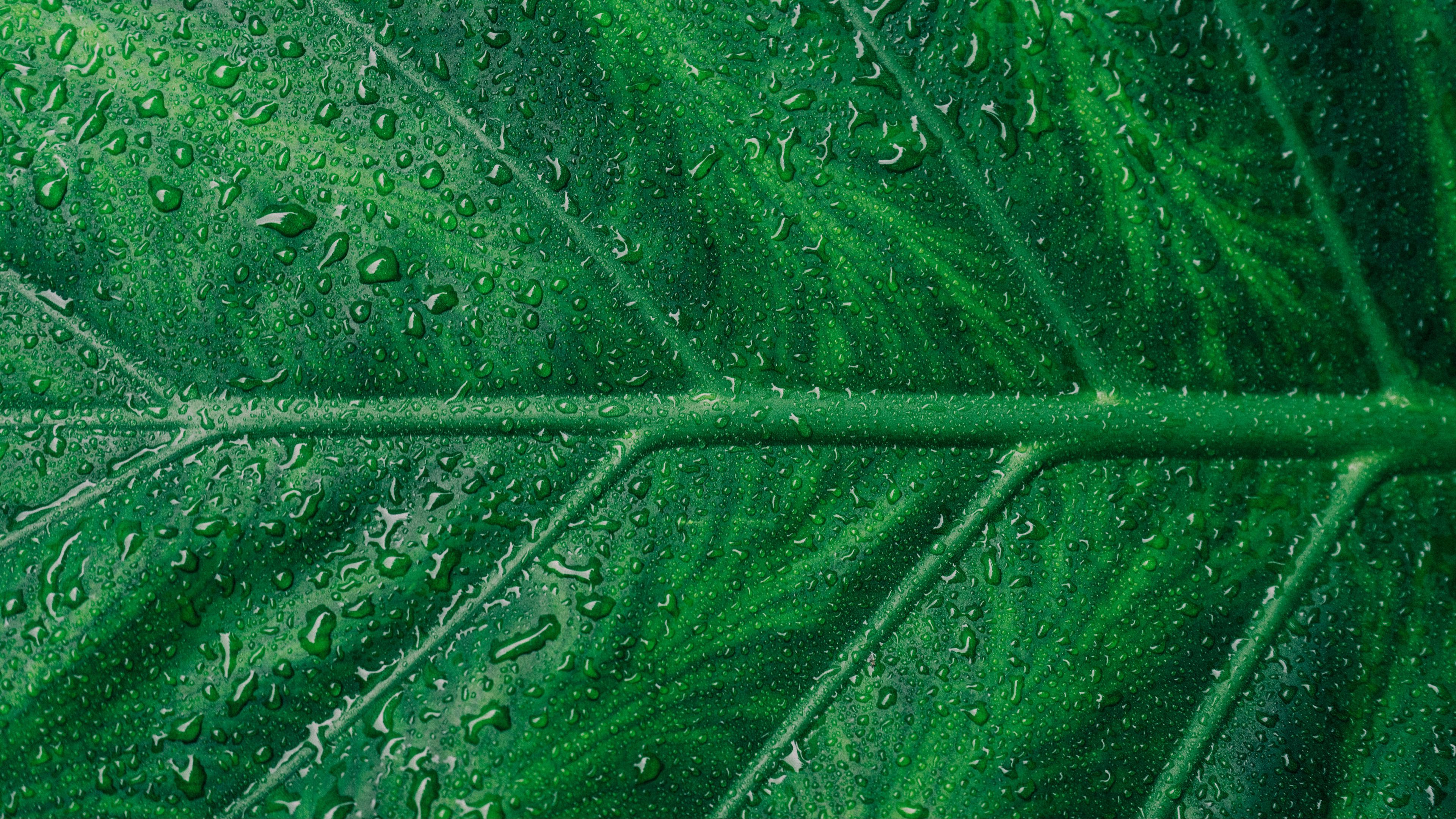 leaf, veins, drops, macro, 4k, HD Wallpaper