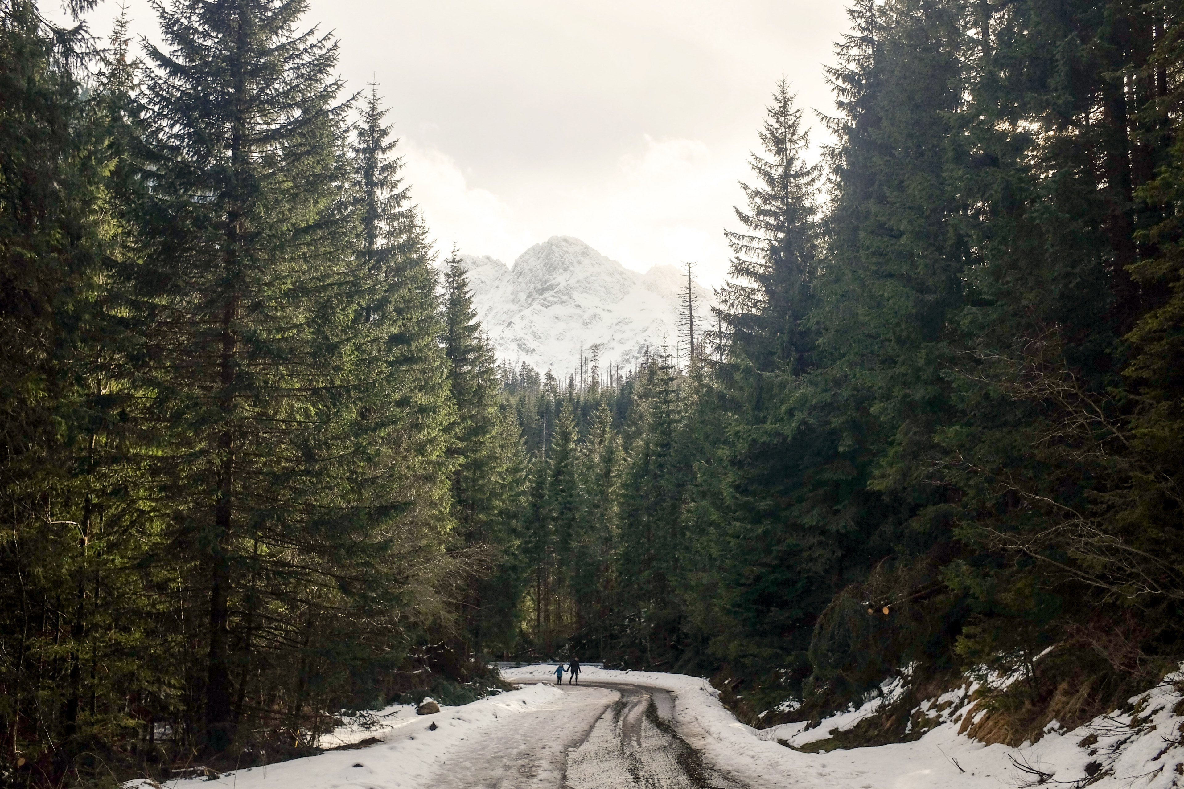 a road in the forest with two people hiking and snow capped mountain in the background, wintery walk through the wilderness 4k, HD Wallpaper