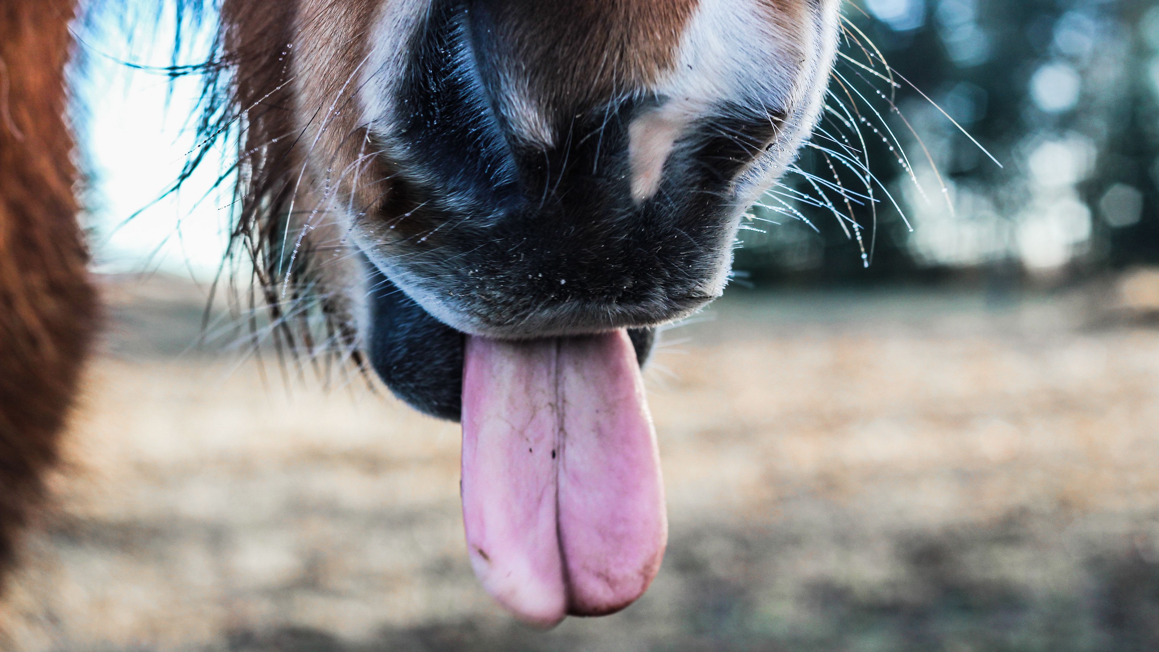 horse, tongue, nose, 4k, HD Wallpaper