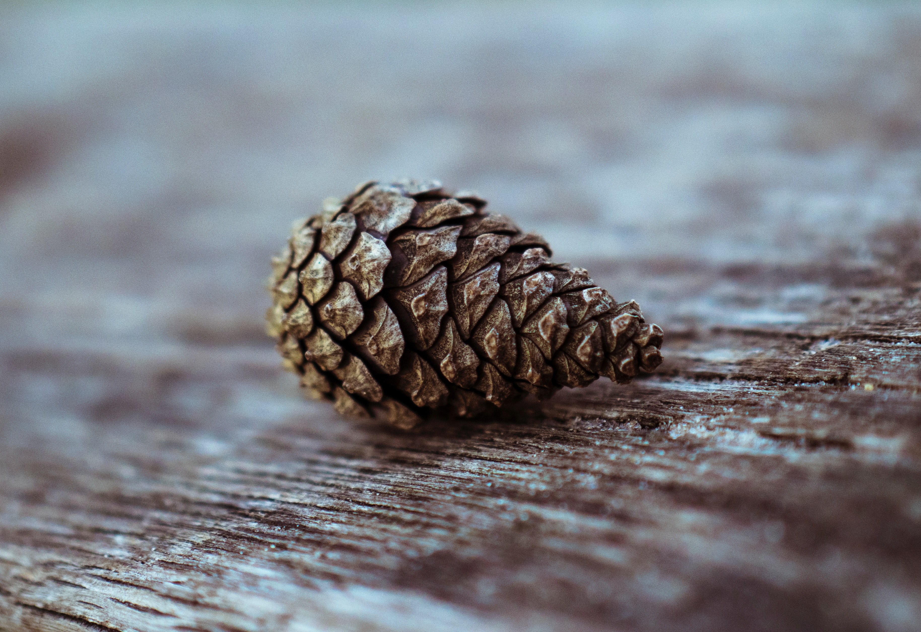 nature pine tree pine and wood 4k, HD Wallpaper