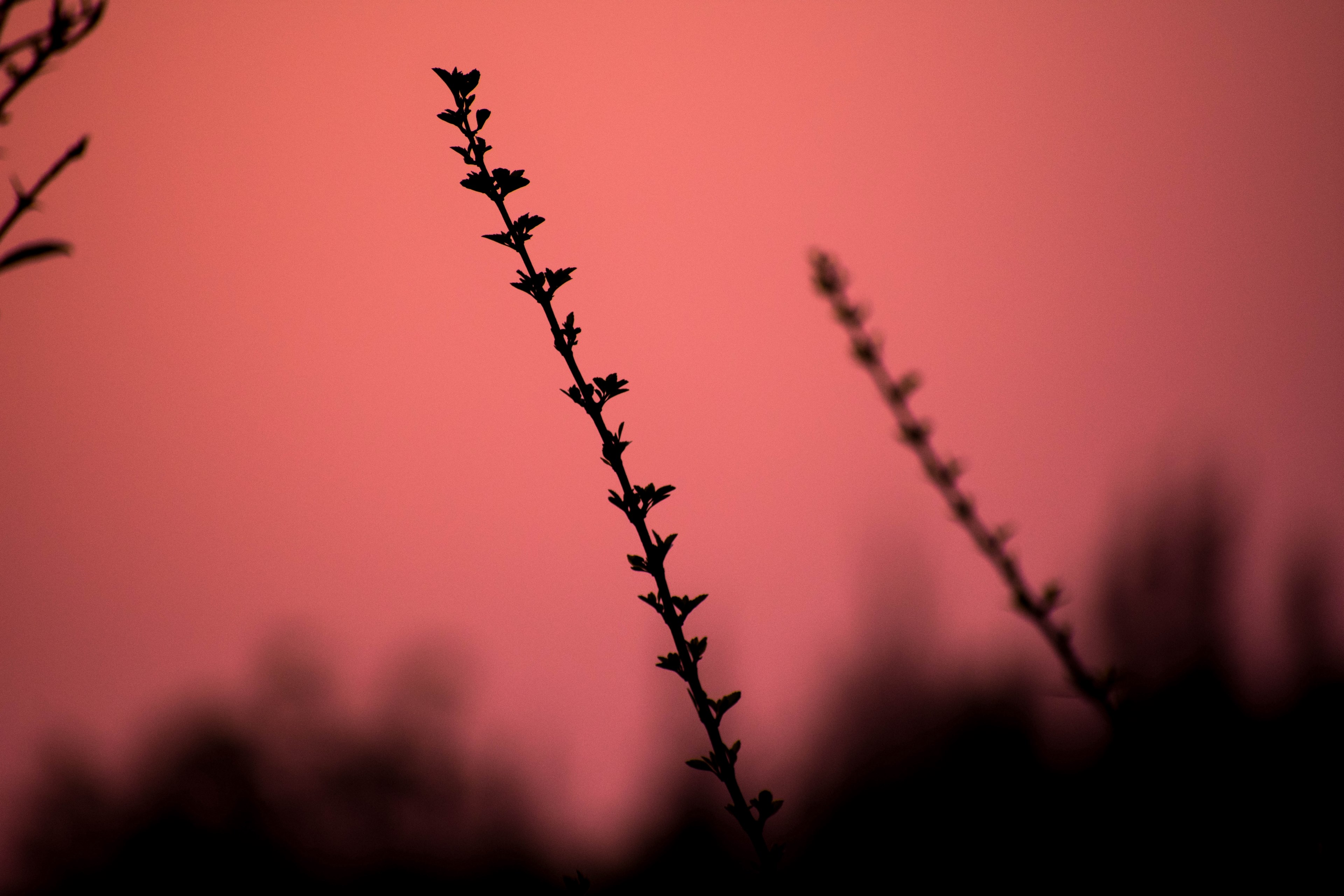 silhouette of plant in karnataka india during a light red hue sunset, karnataka sunset with silhouette of plant 4k, HD Wallpaper