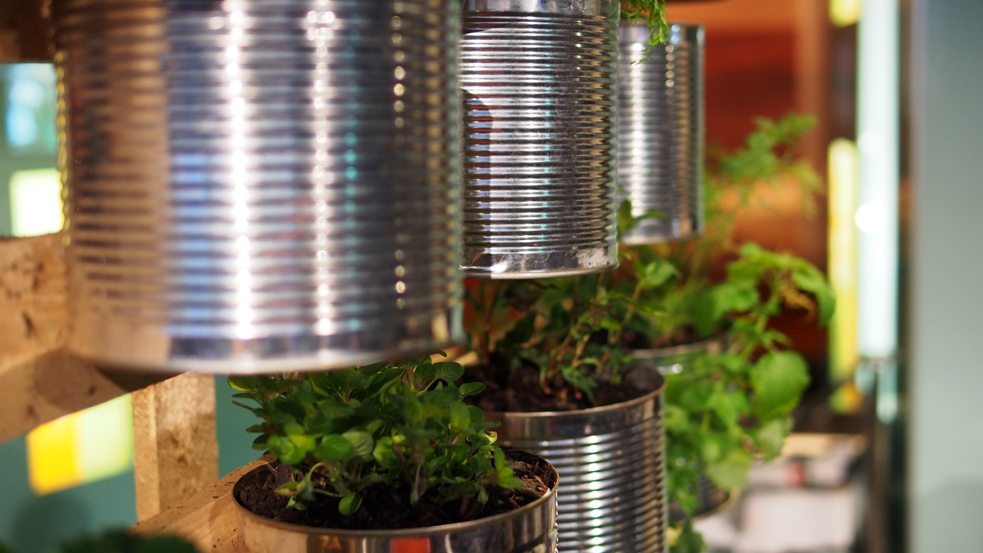 green wall green plant and tin 4k, HD Wallpaper