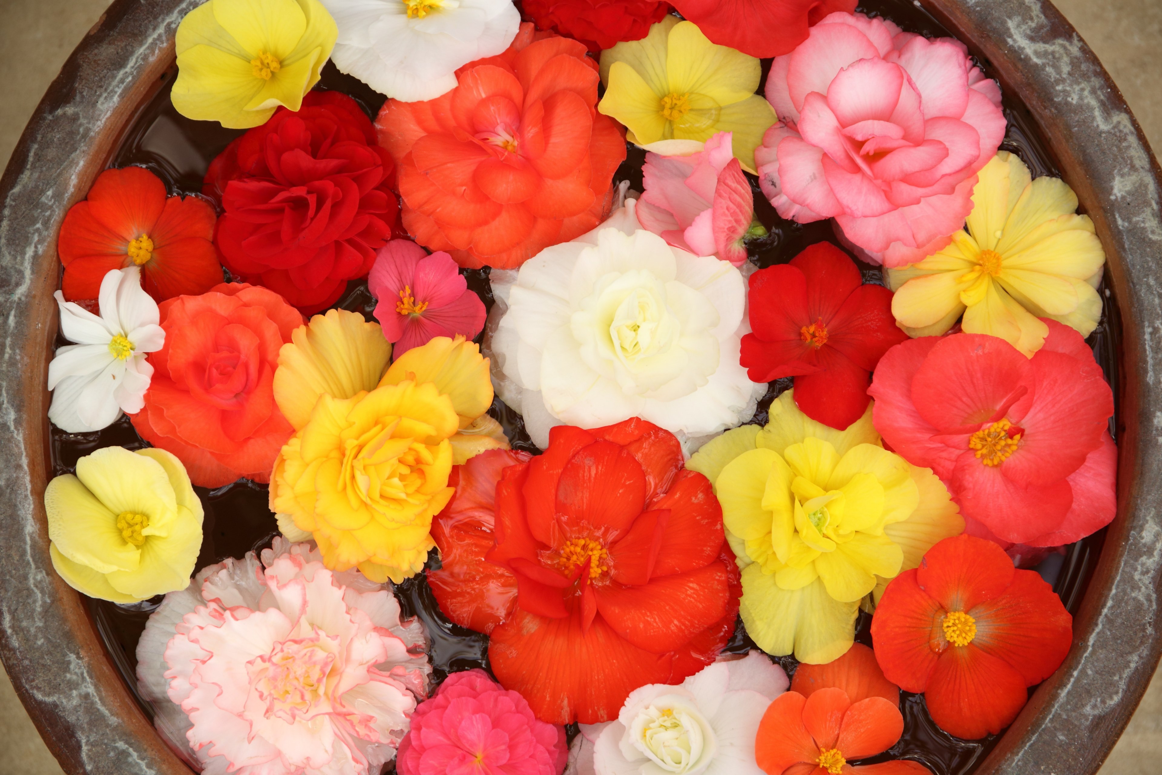 petal rose flower and florist 4k, HD Wallpaper