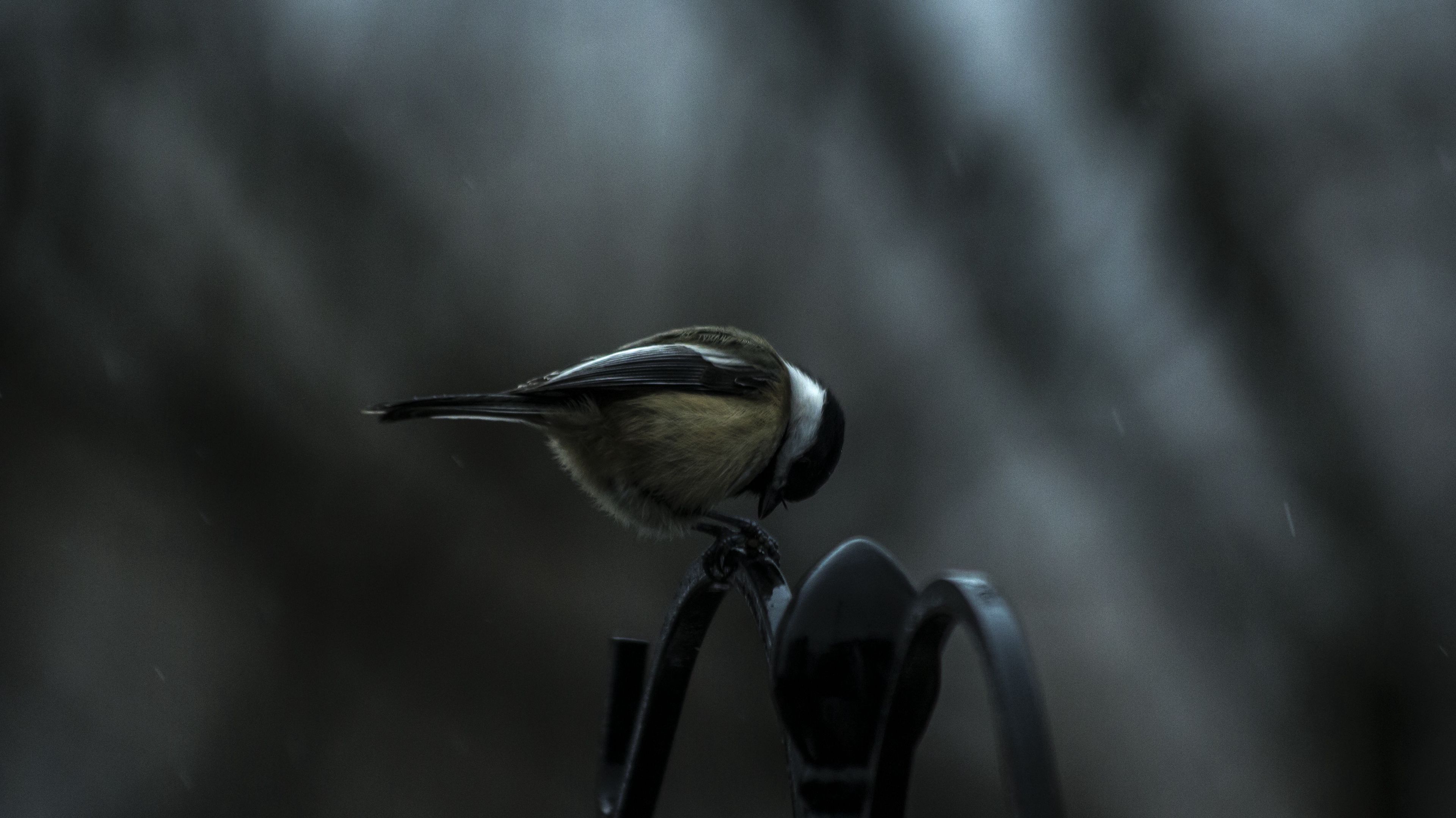 titmouse, bird, sitting, 4k, HD Wallpaper