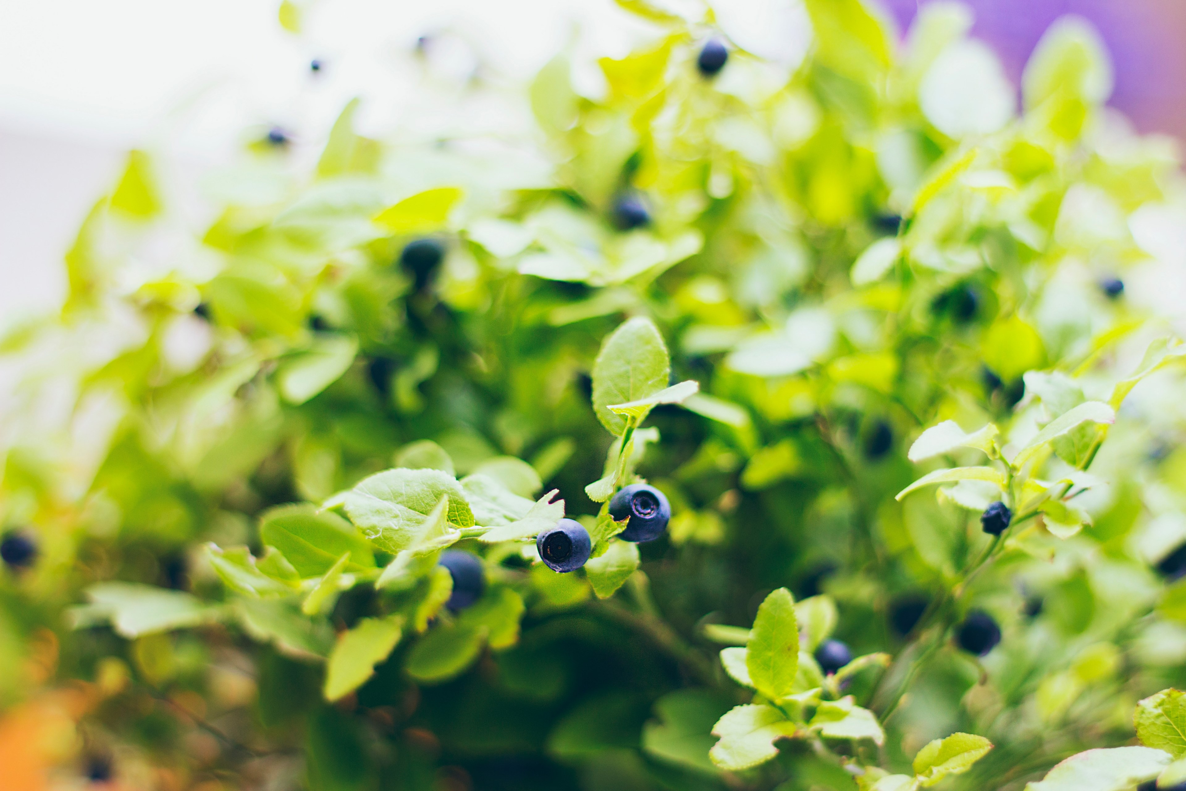 ripe blueberries on the branches of a blueberry plant, fresh blueberries 4k, HD Wallpaper