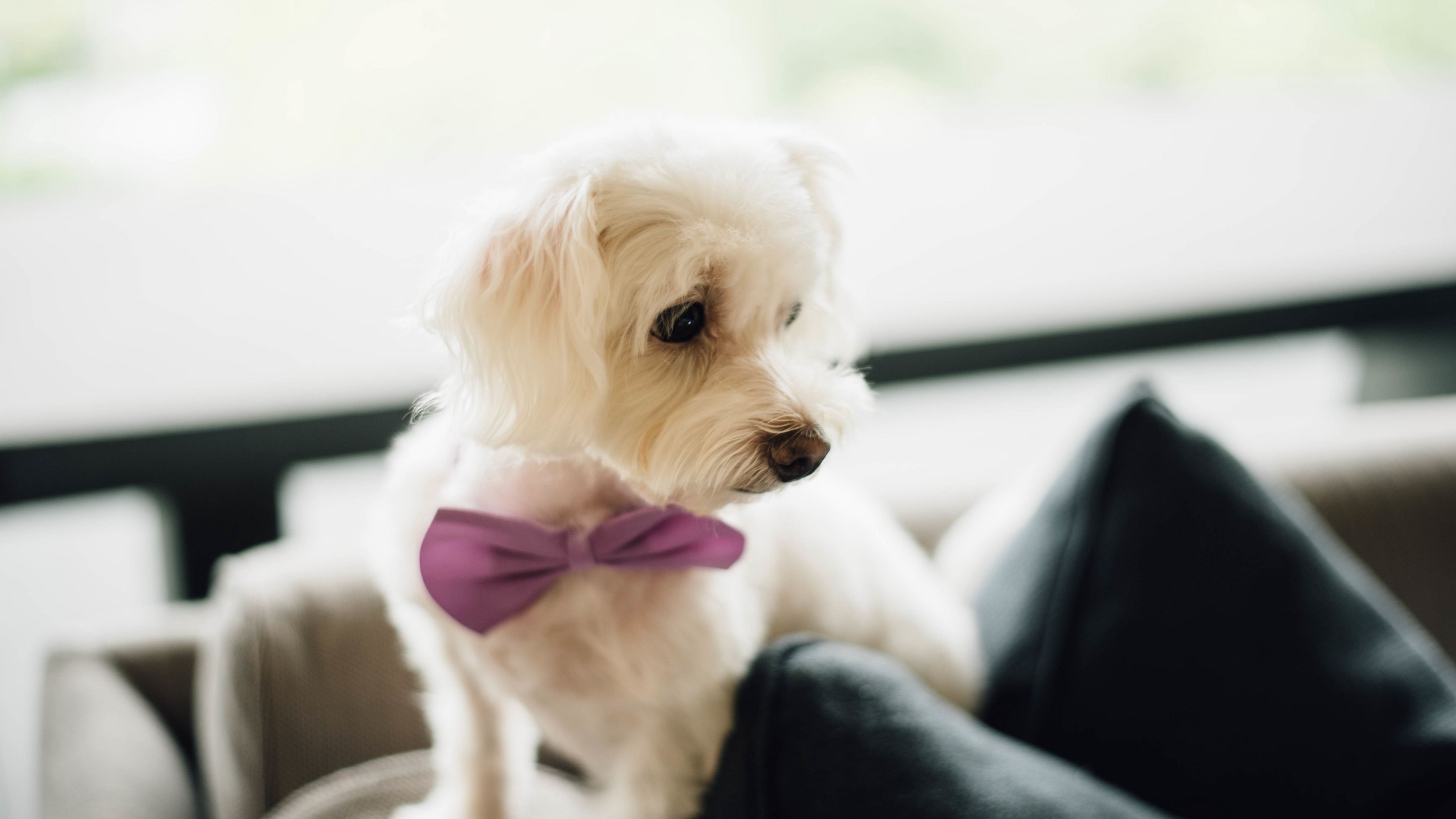 dog, bow tie, puppy, 4k, HD Wallpaper