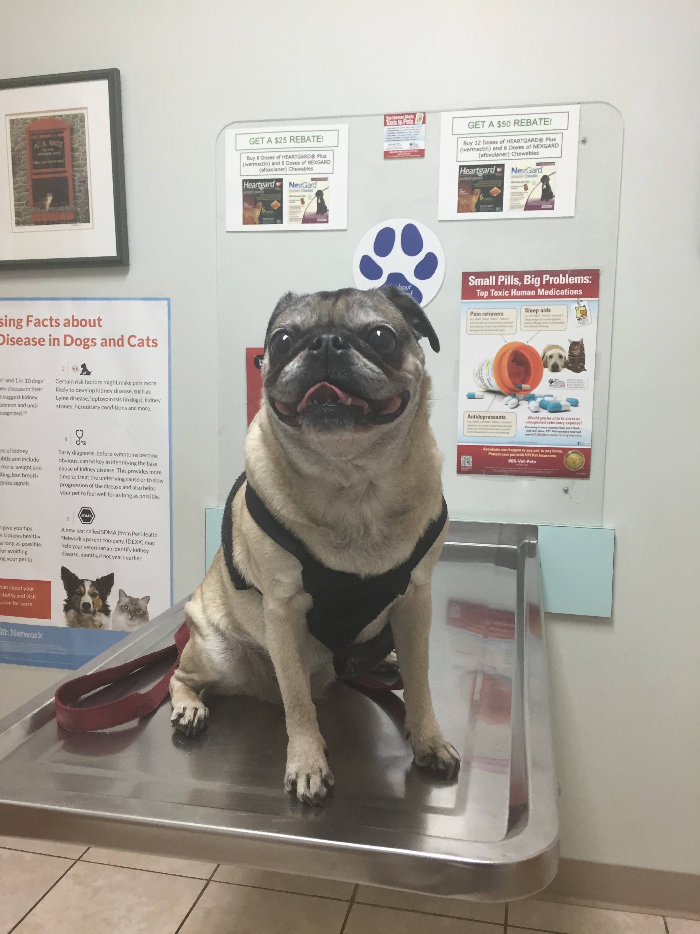 dog veterinarian vet and pug hd, 4k, Phone HD Wallpaper