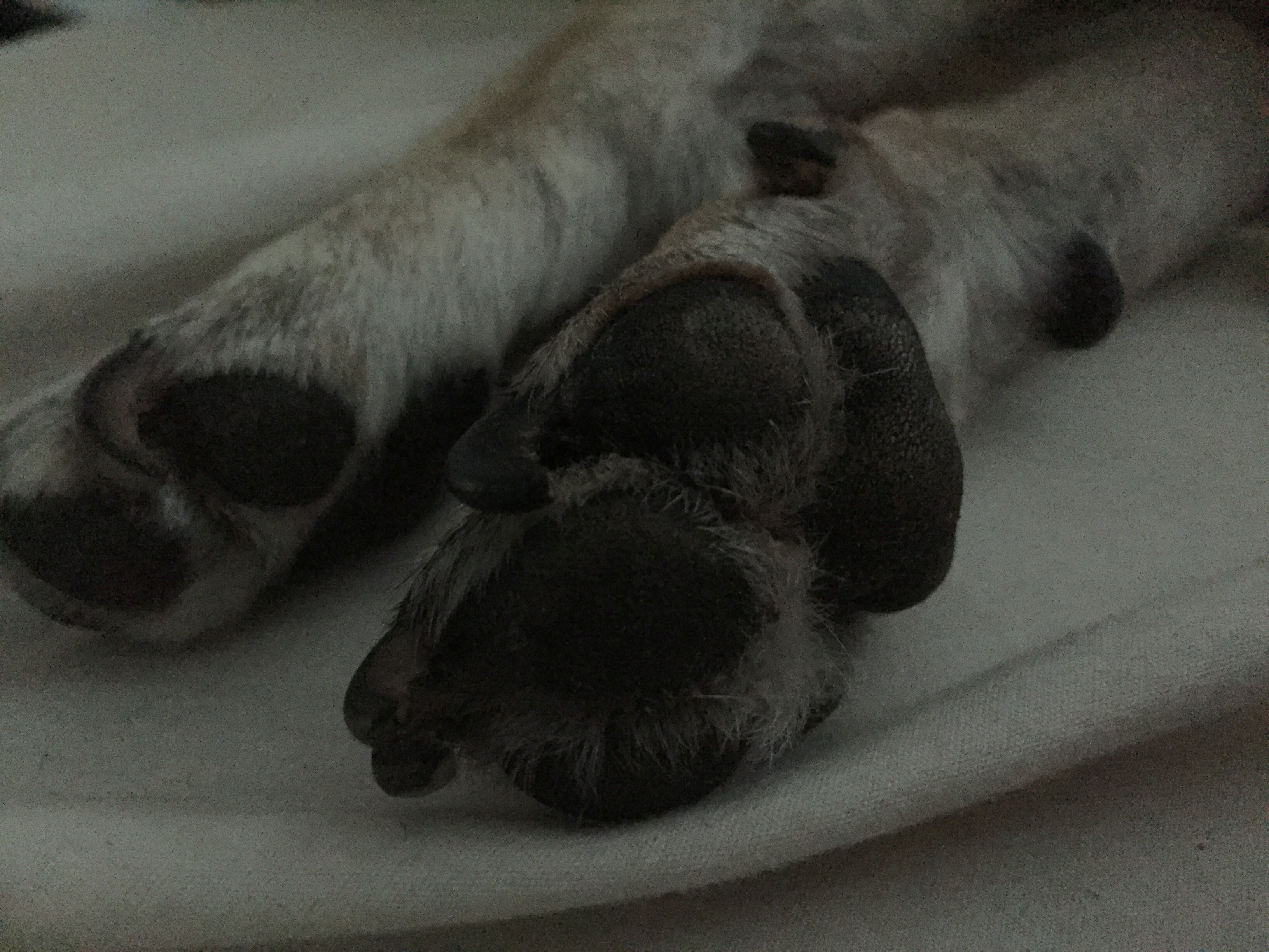 feet dog paw and pug 4k, HD Wallpaper