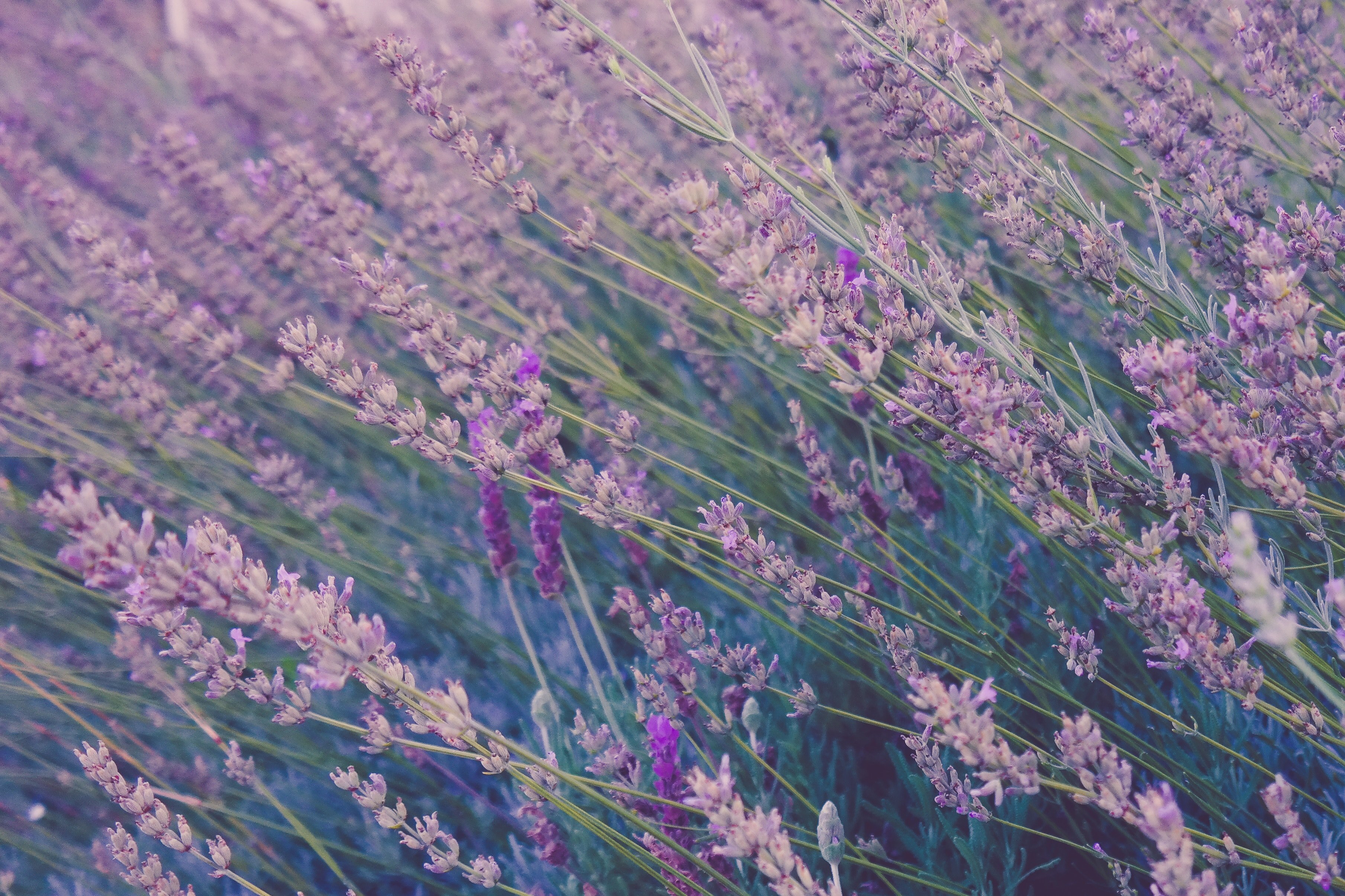 tall lavender plants swaying in the wind, windswept lavender 4k, HD Wallpaper