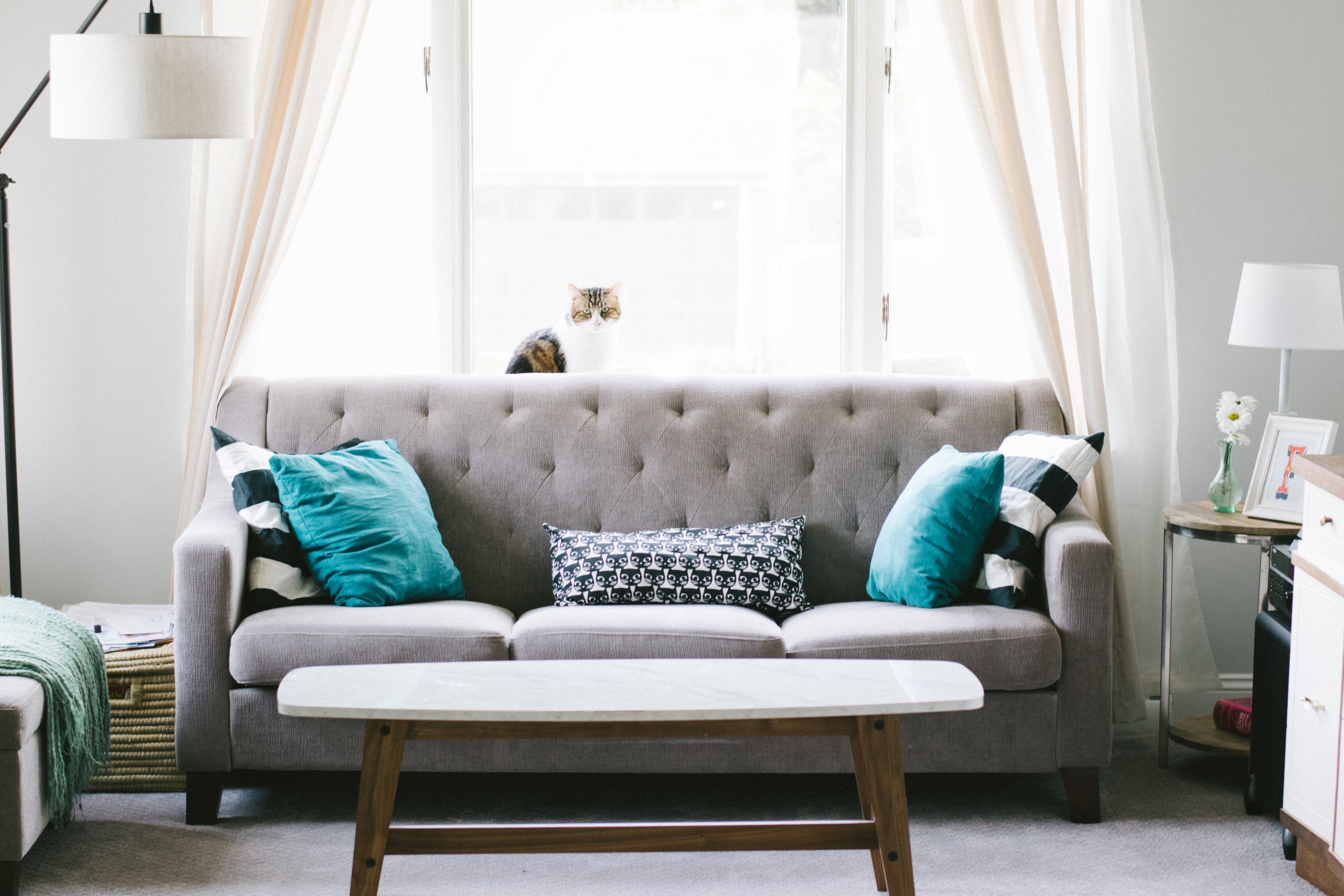a cat sofa with blue and green cushions coffee table lamps end tables and throw blanket in an airy apartment in wooster, cat with window in wooster 4k, HD Wallpaper