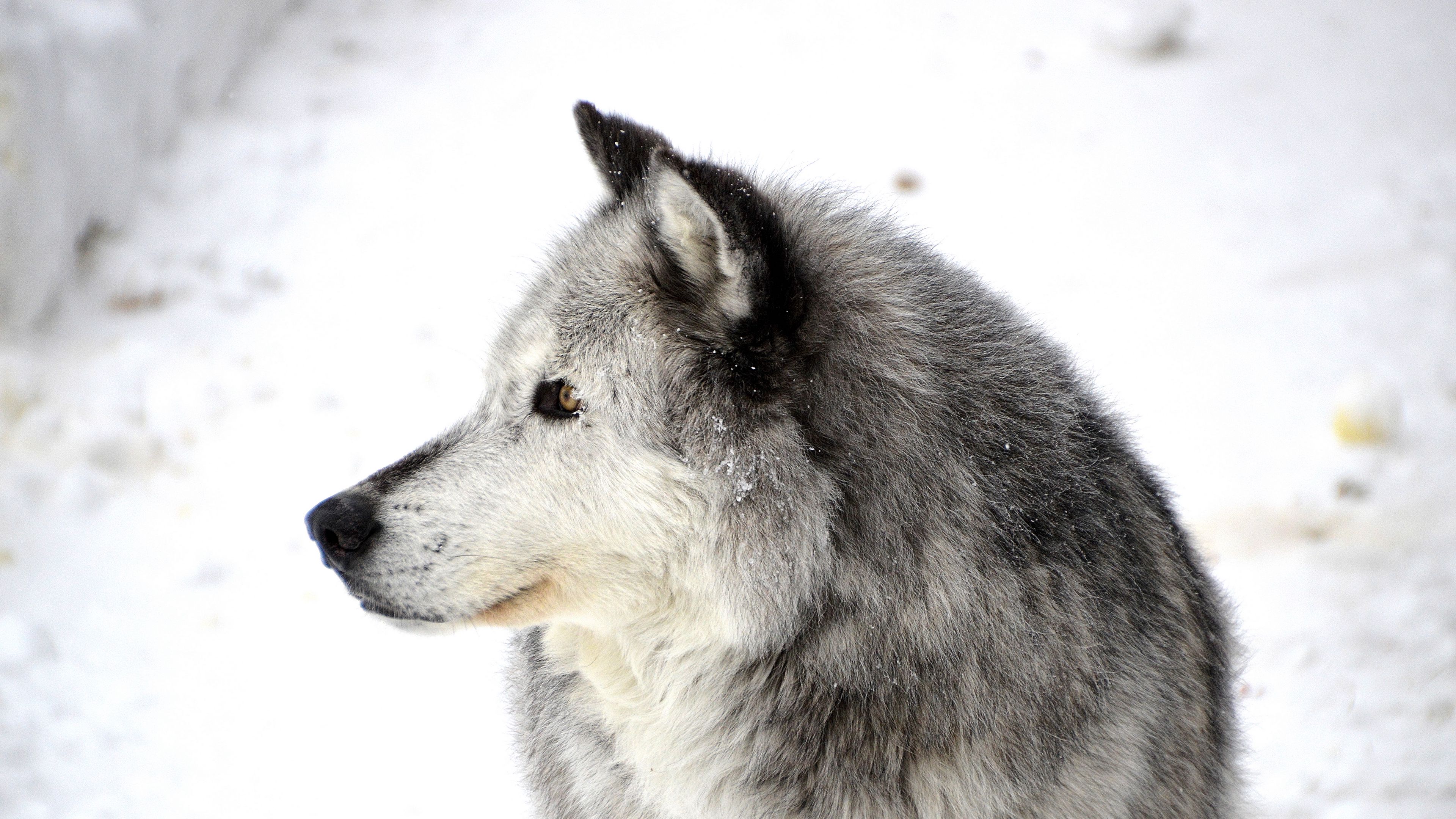 dog, profile, snow, 4k, HD Wallpaper