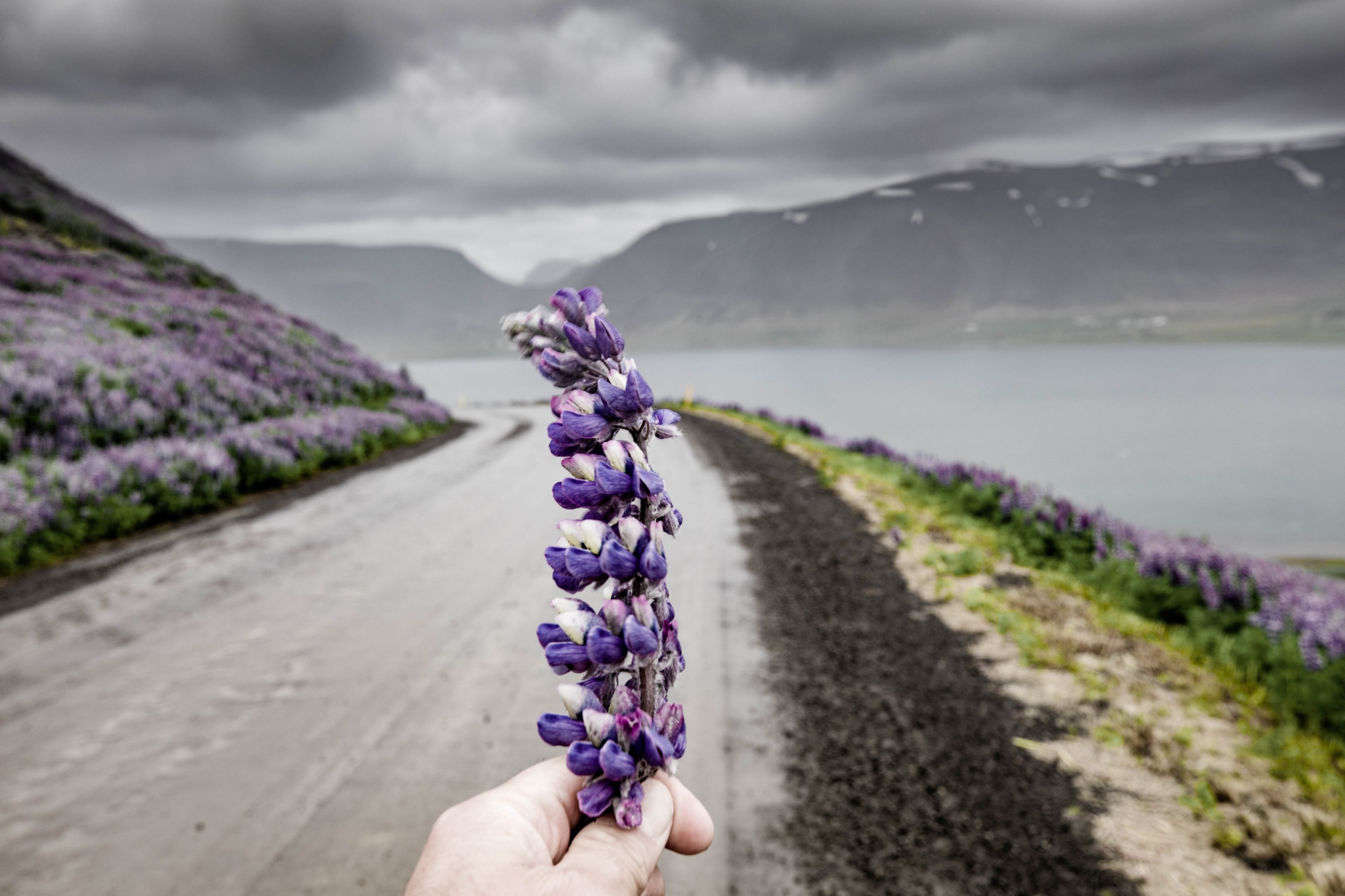 a persons head holding up a lupine flower head over a muddy road in the mountains, lupins on lupins on lupins 4k, HD Wallpaper