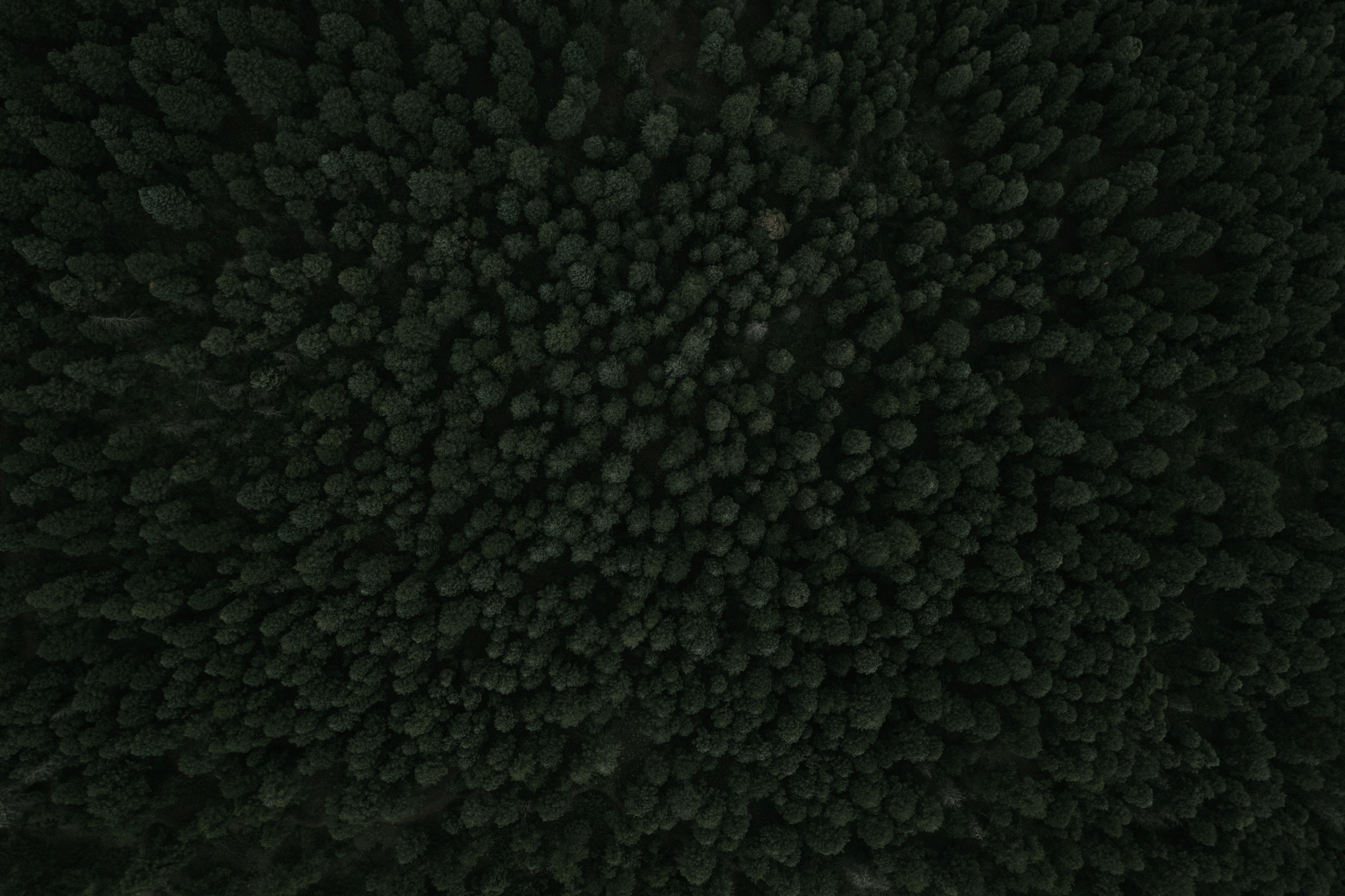 a drone shot of dense woods near palmer lake, dark forest from above 4k, HD Wallpaper