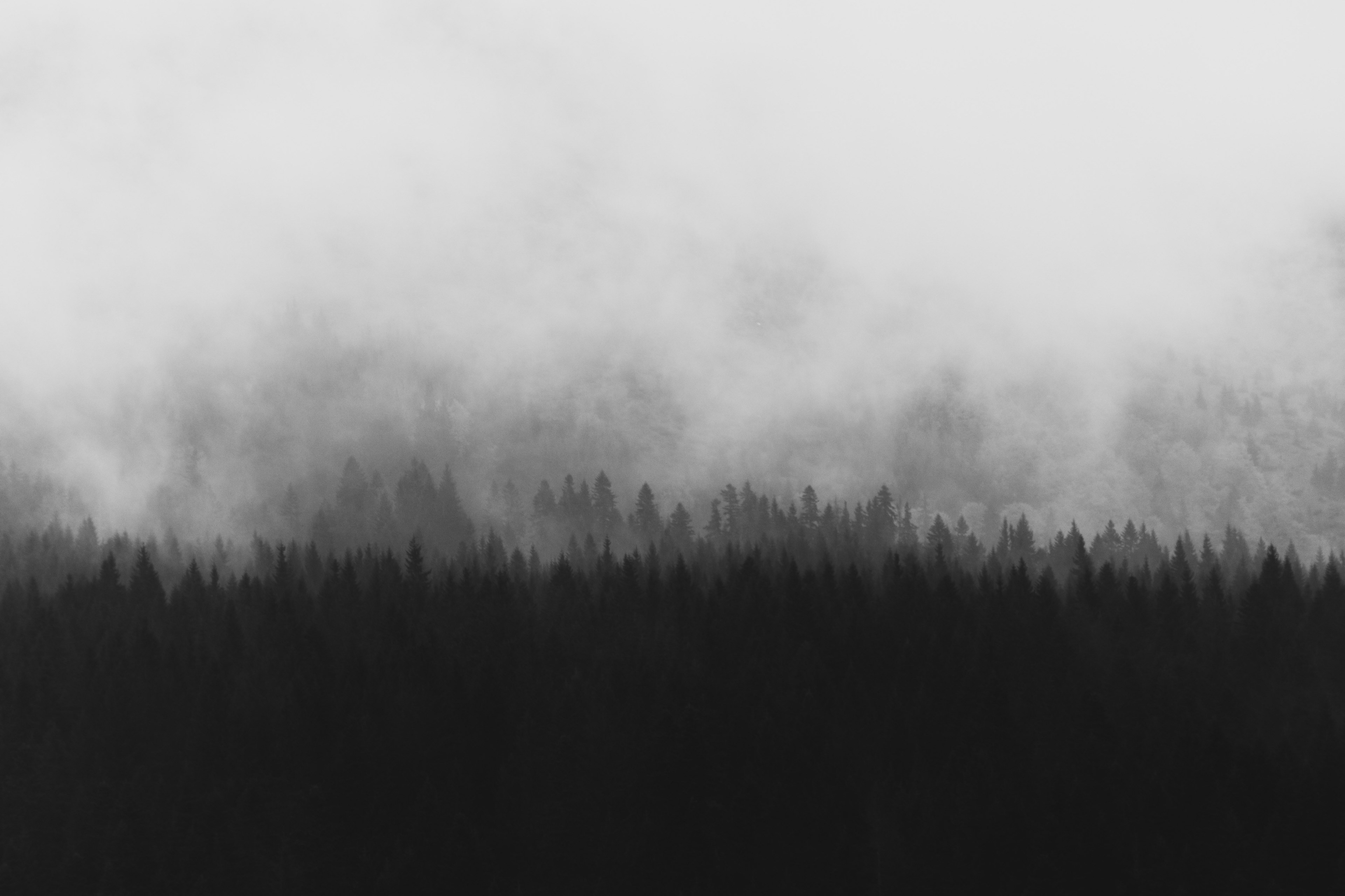 tree silhouettes shrouded in a fog, misty tree silhouettes 4k, HD Wallpaper