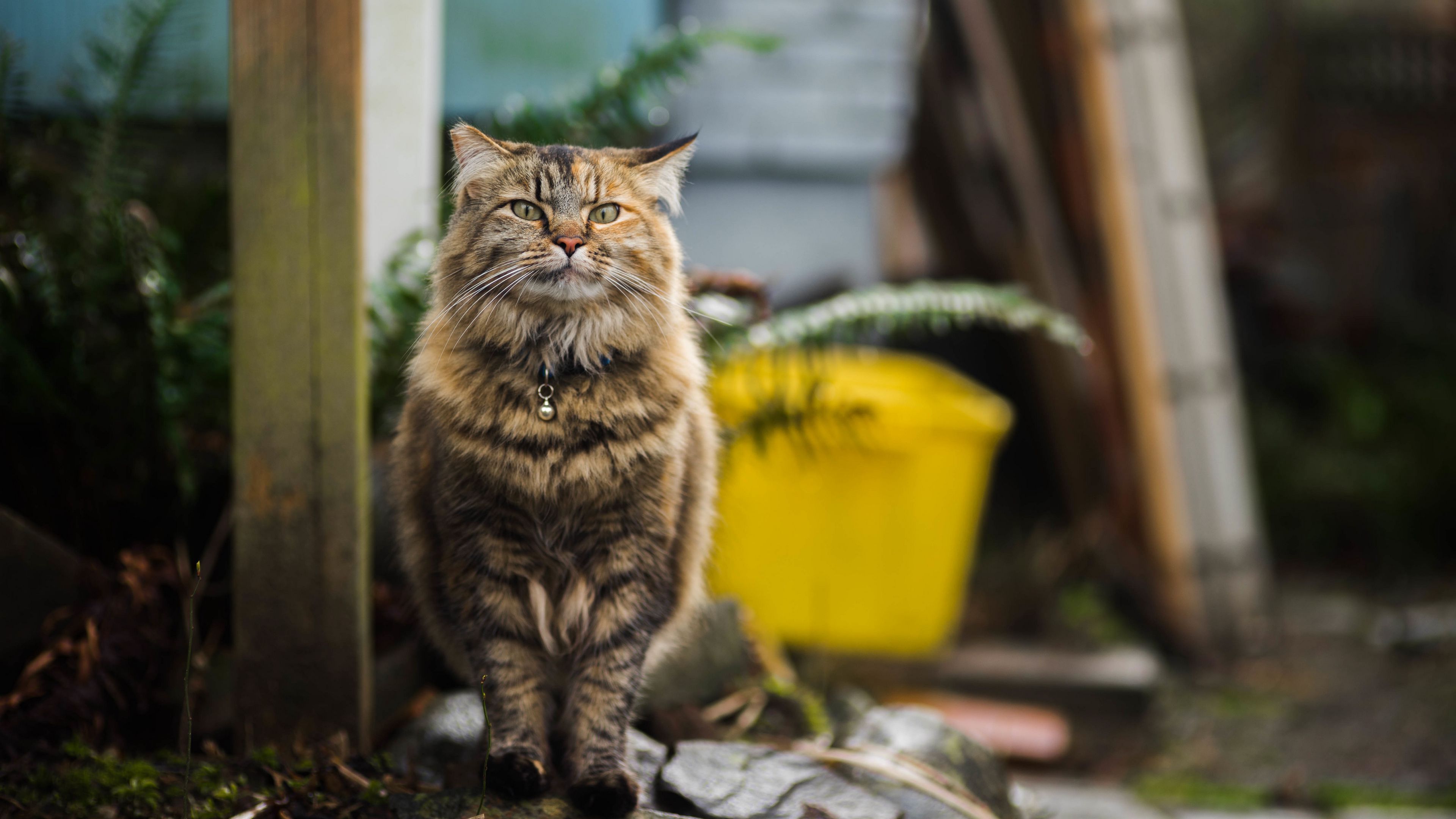 cat, fluffy, walk, 4k, HD Wallpaper
