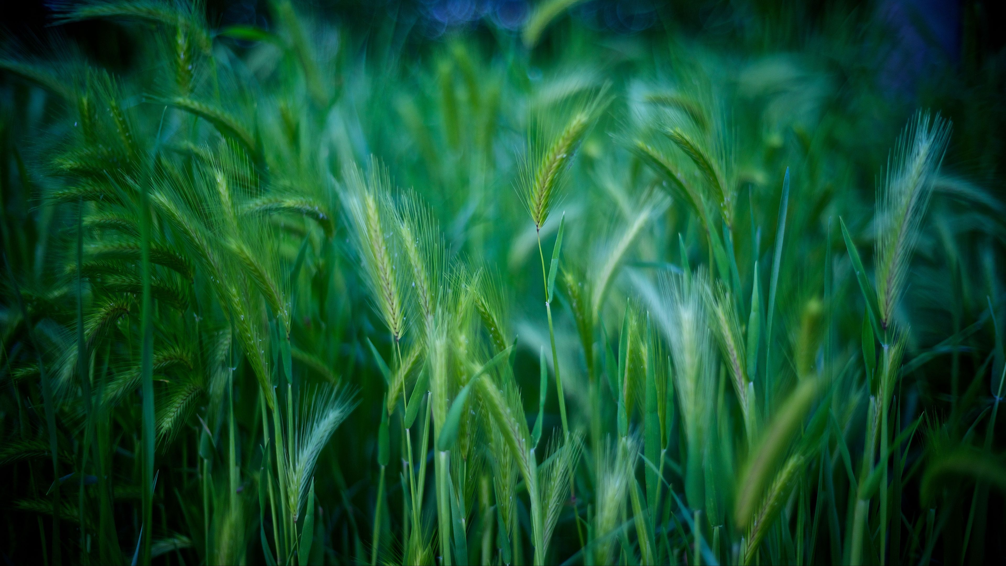 grass, stalks, green, 4k, HD Wallpaper