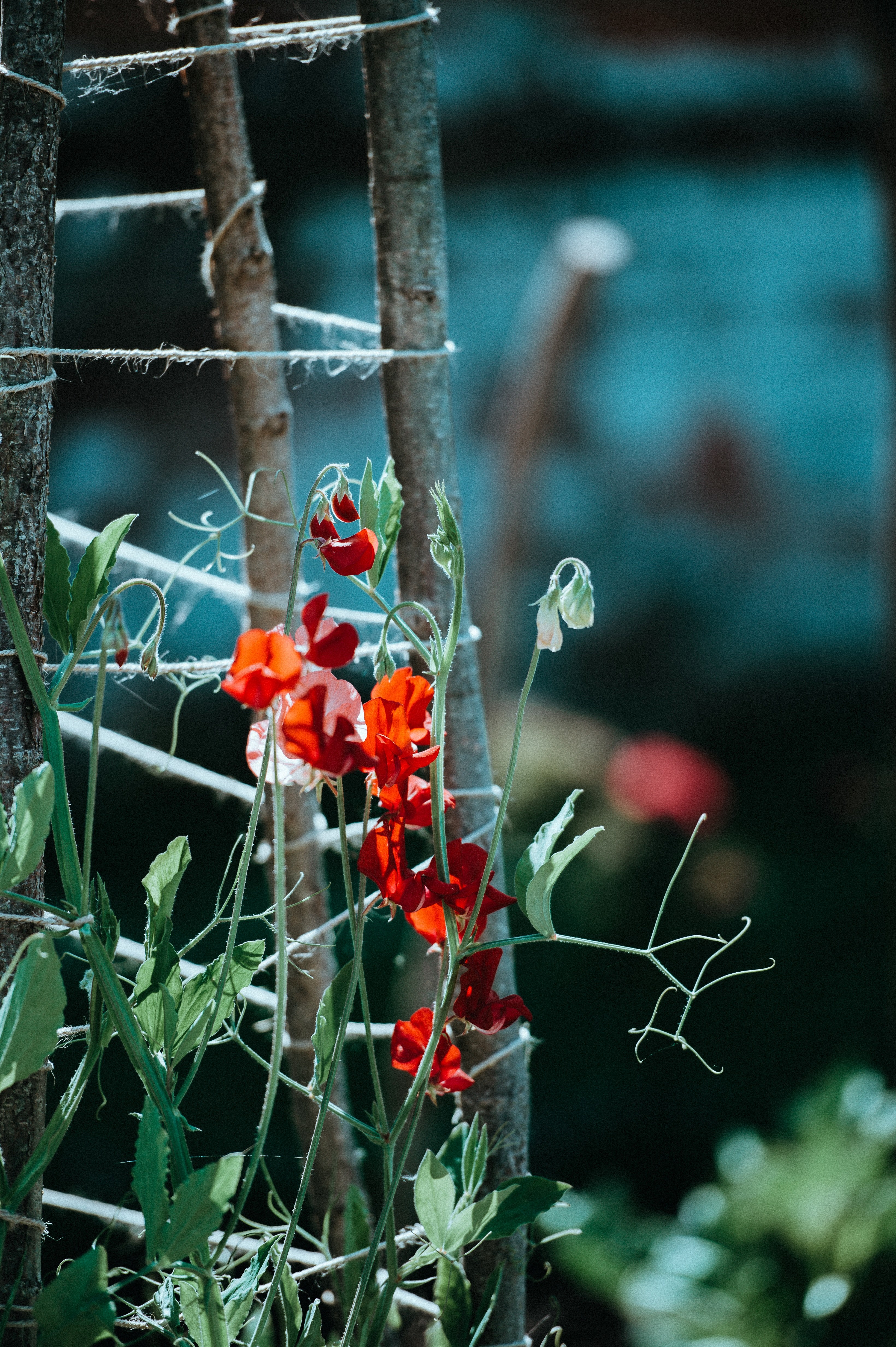 frist sweetpea of the year 4k, Phone HD Wallpaper