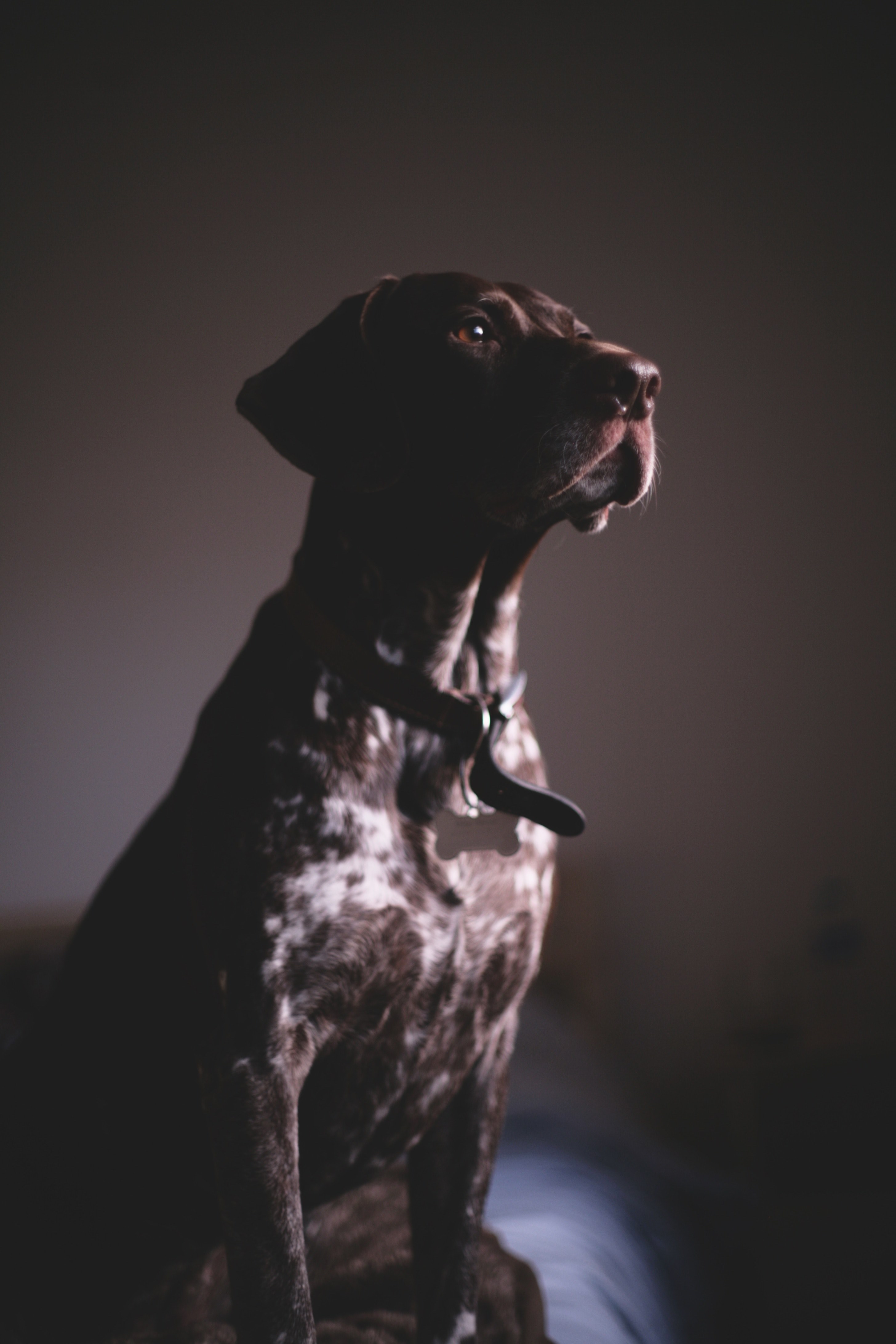 pointer in the shadows 2 4k, Phone HD Wallpaper