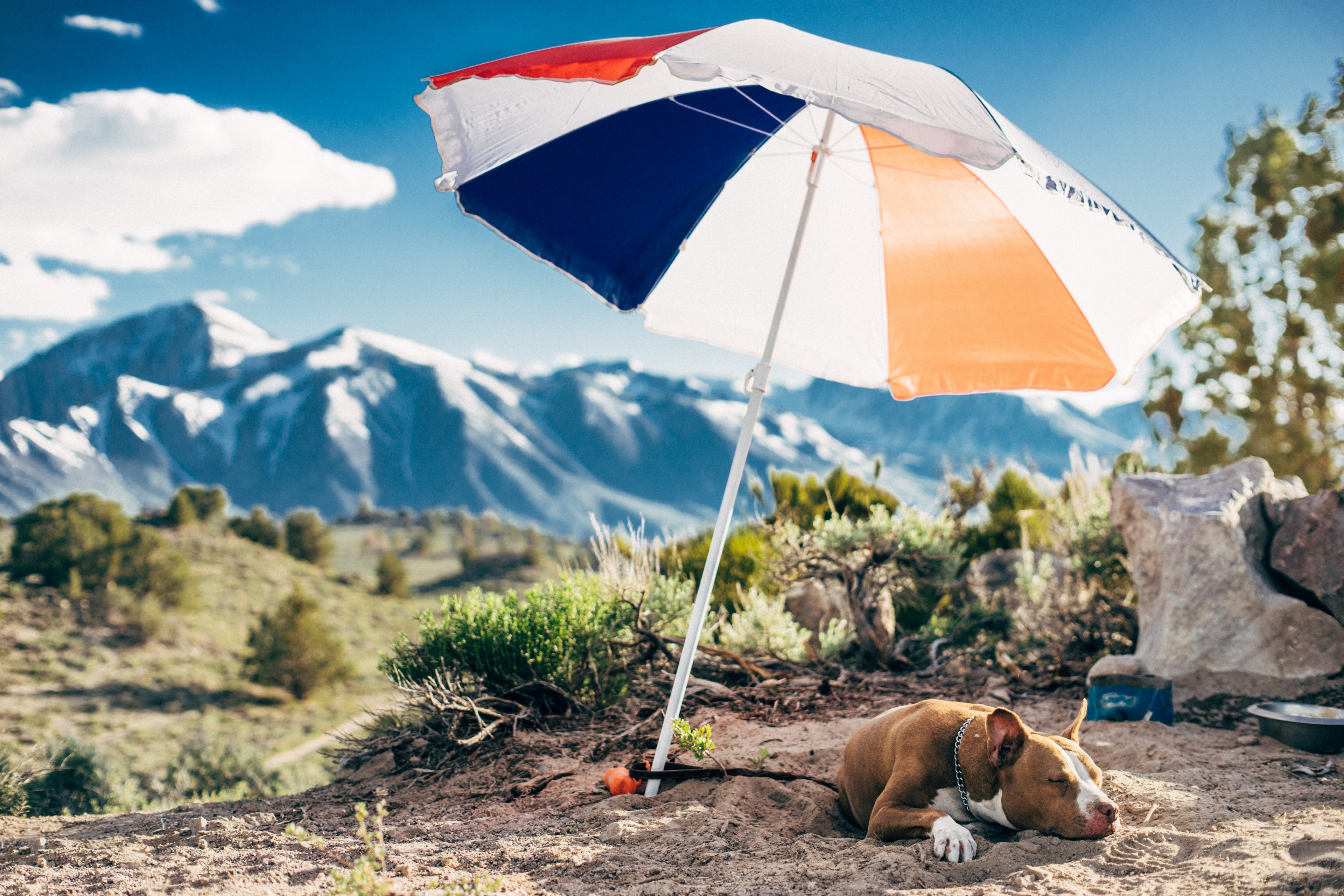 umbrella parasol shade and dog 4k, HD Wallpaper