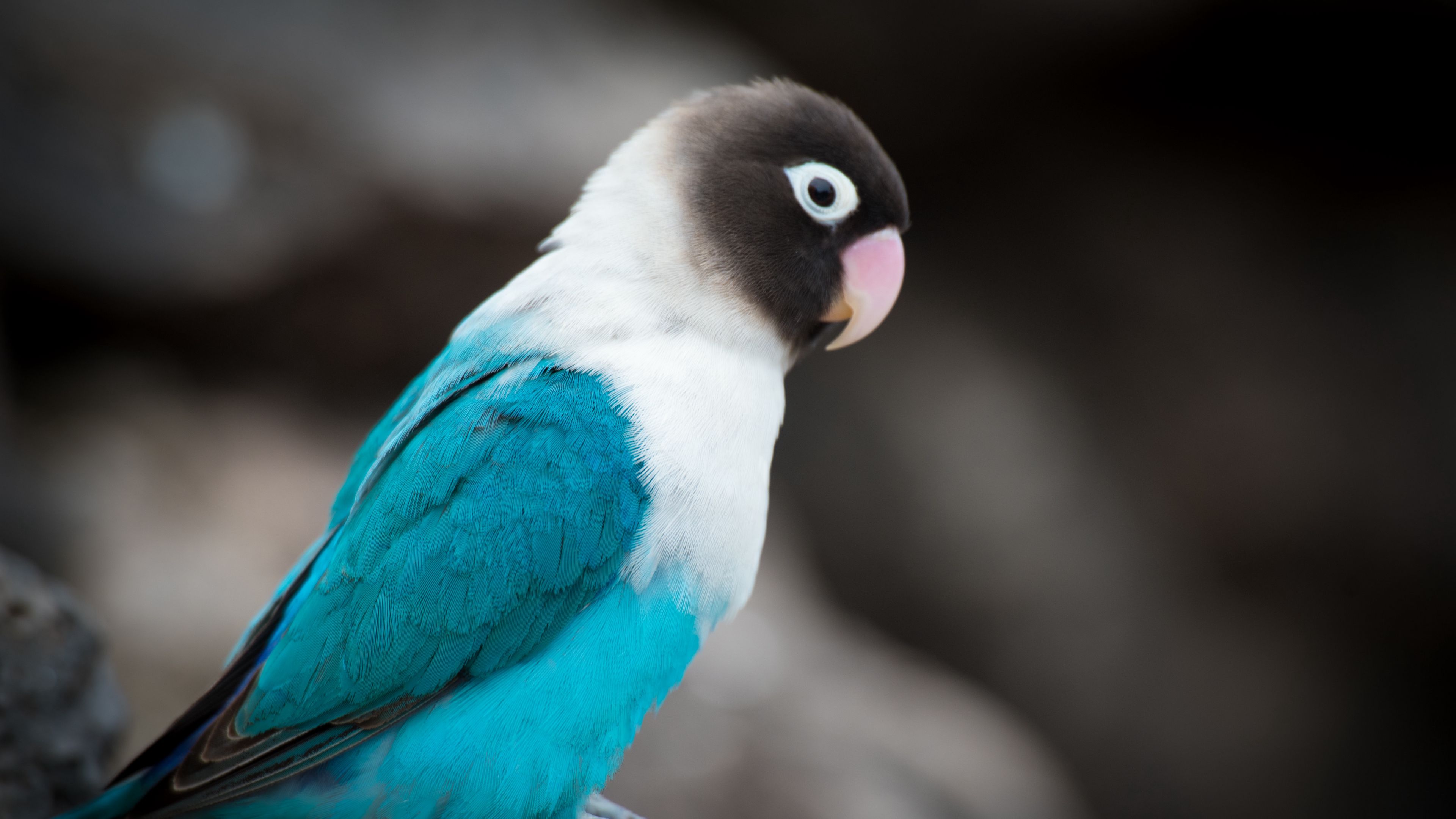 parrot, bird, color, 4k, HD Wallpaper