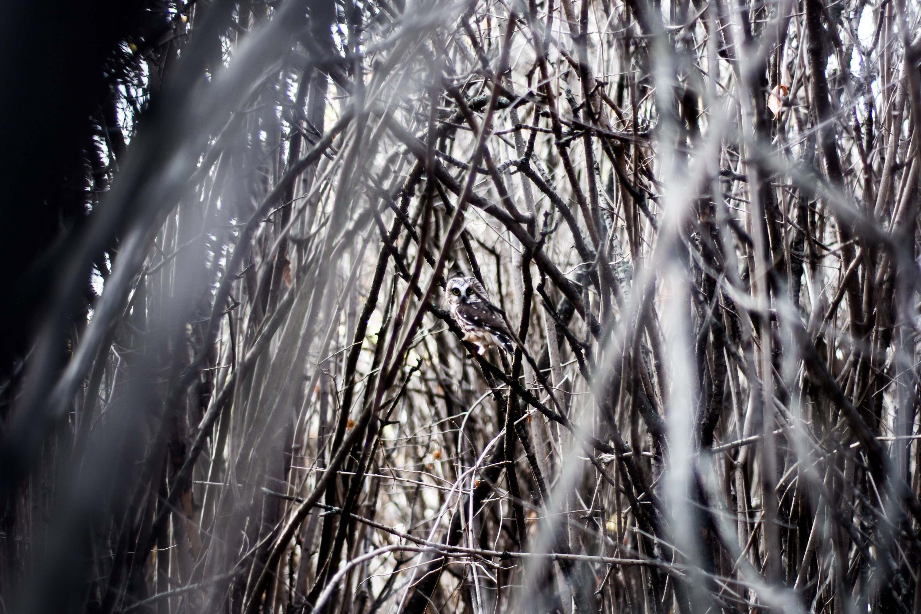a small owl hiding in a thick mass of branches in edmonton, owl in the branches 4k, HD Wallpaper