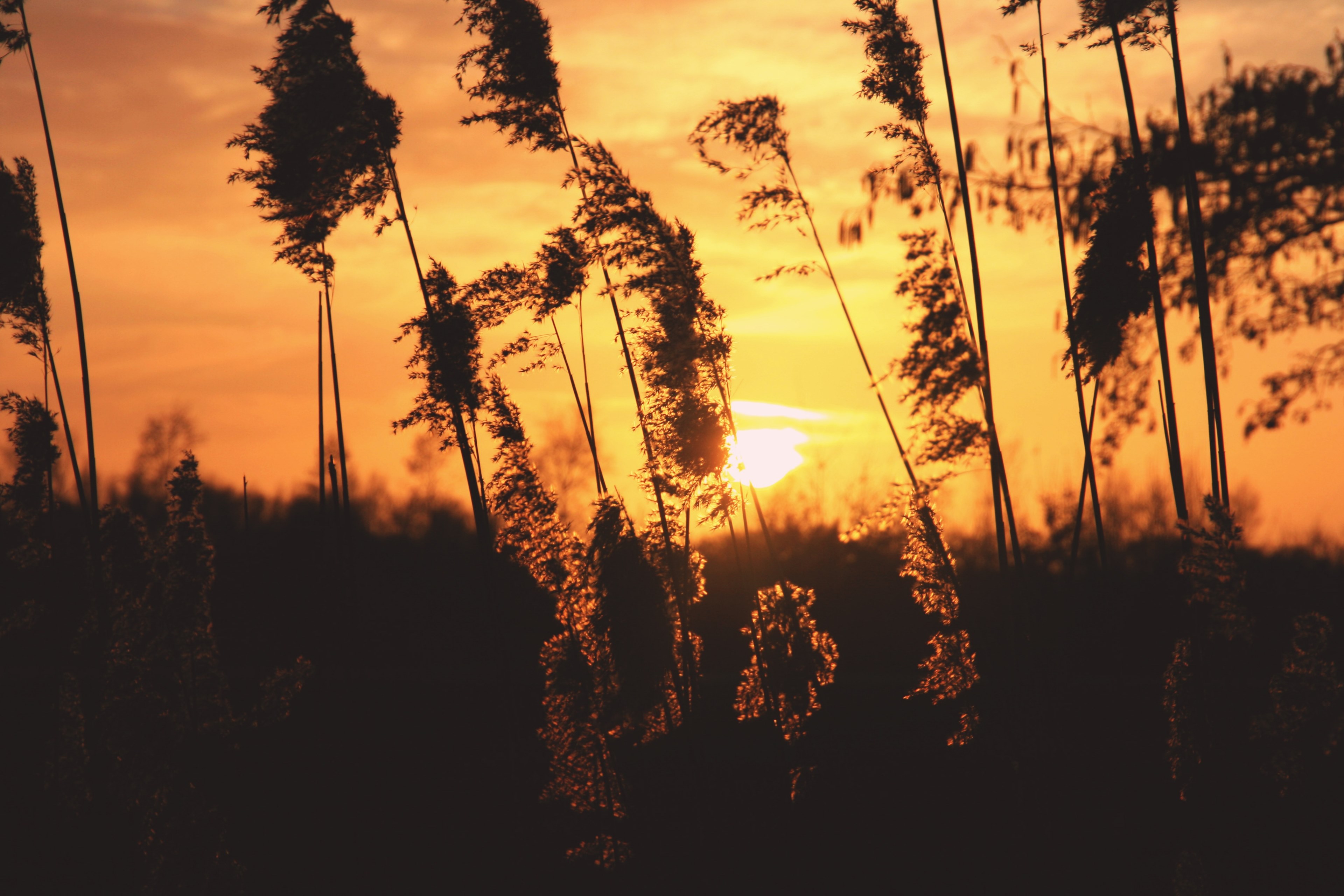 sunrise sunset golden hour and riet 4k, HD Wallpaper