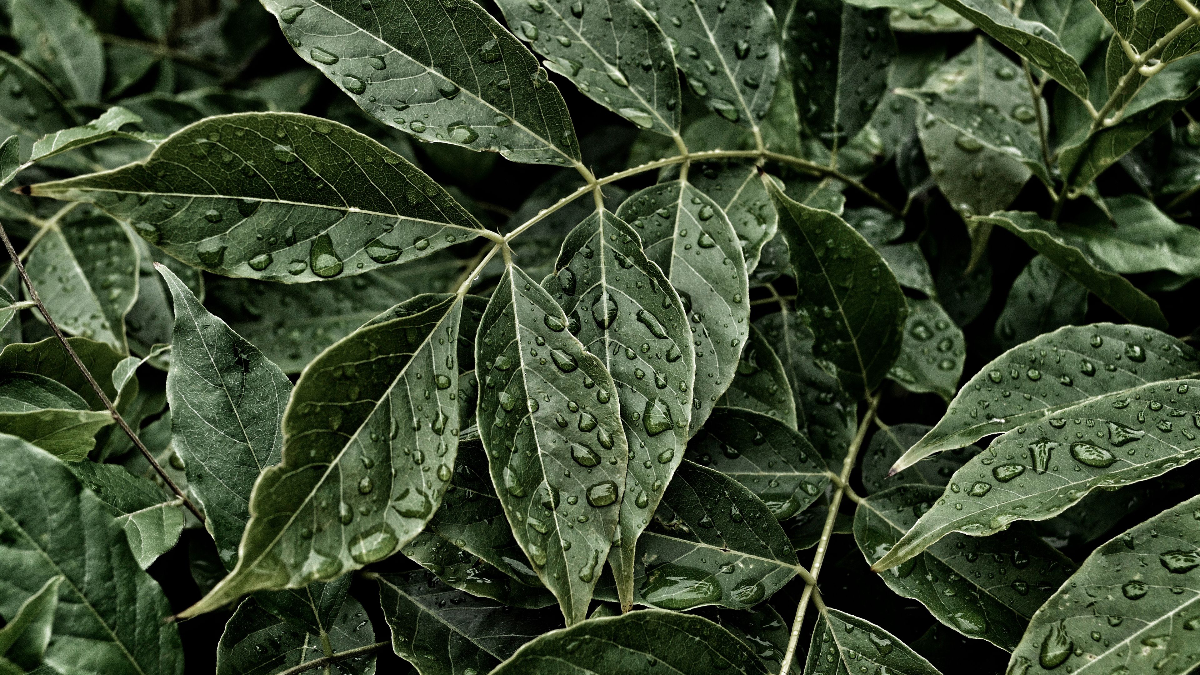 leaves, drops, surface, 4k, HD Wallpaper
