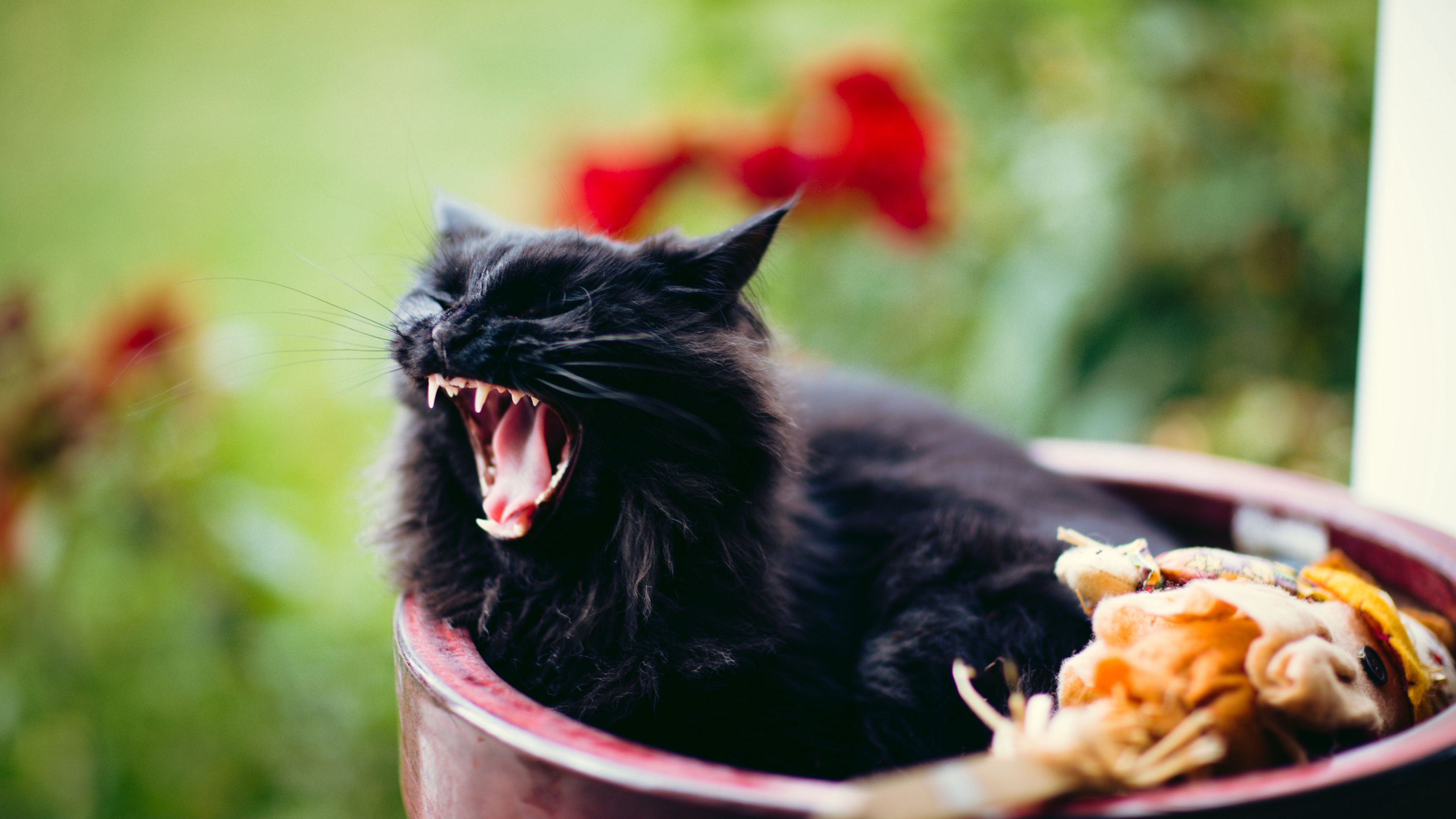 cat, grin, scream, black, furry, 4k, HD Wallpaper