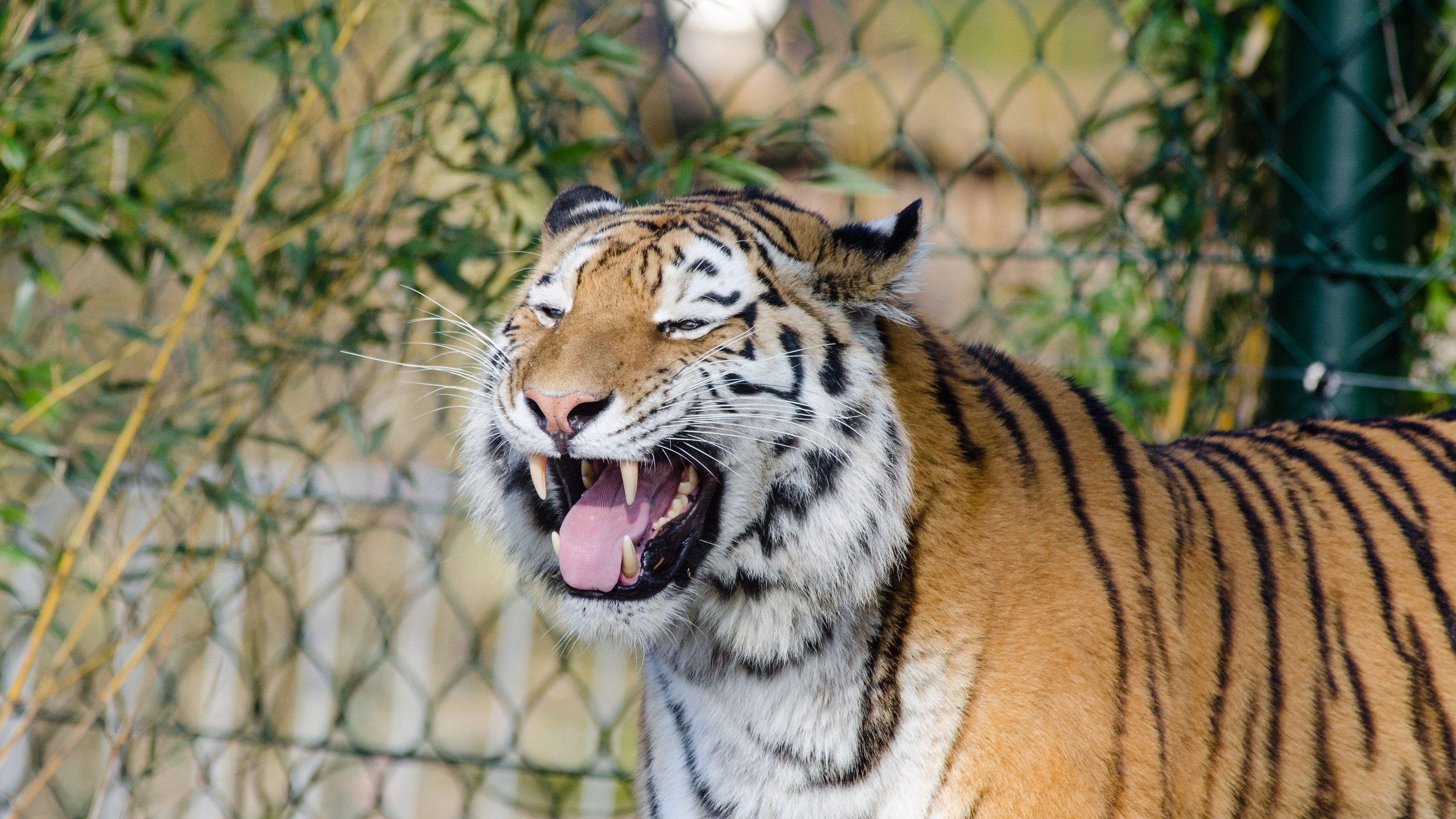 tiger, grin, fangs, predator, 4k, HD Wallpaper