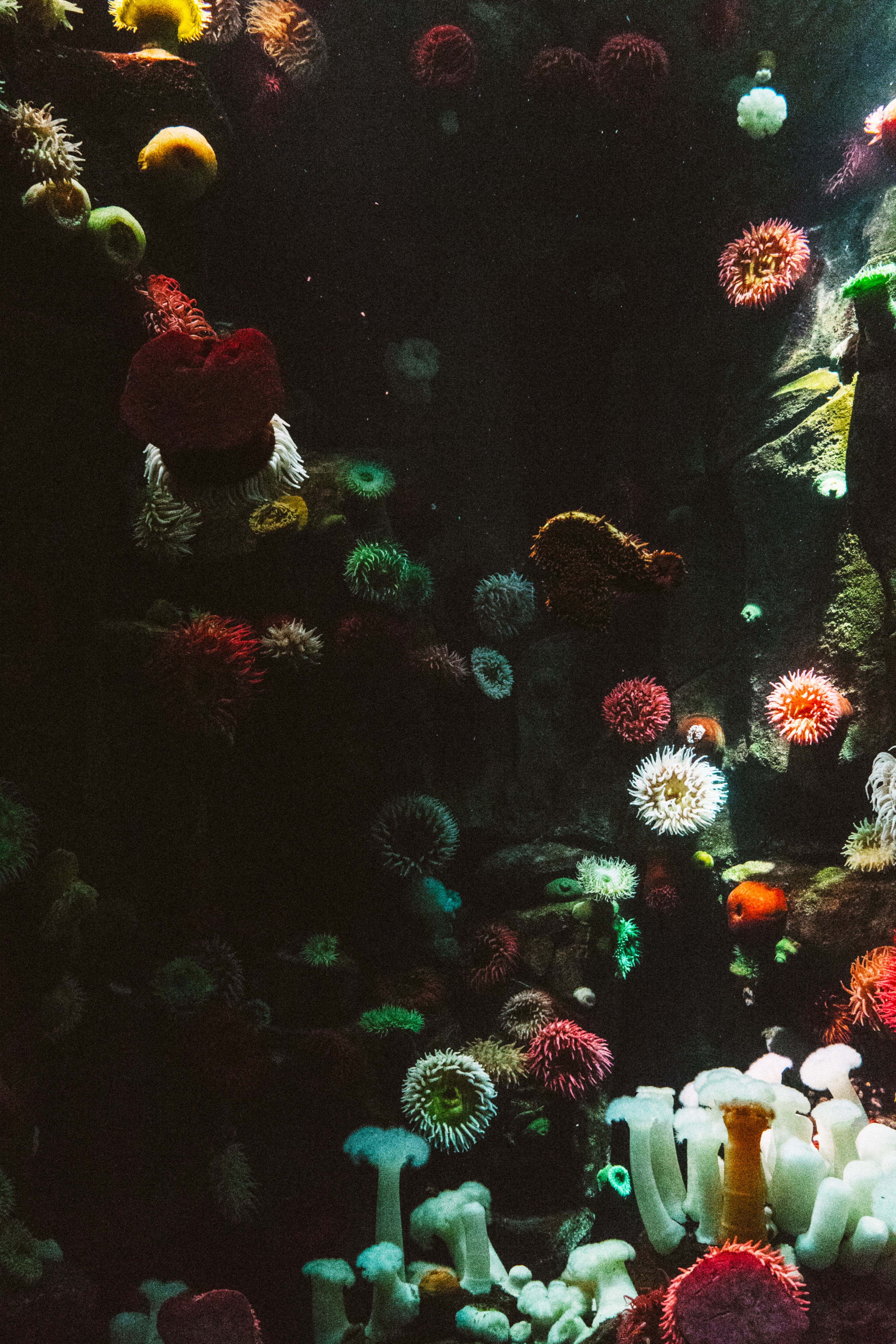 ocean coral aquarium and underwater hd, 4k, Phone HD Wallpaper