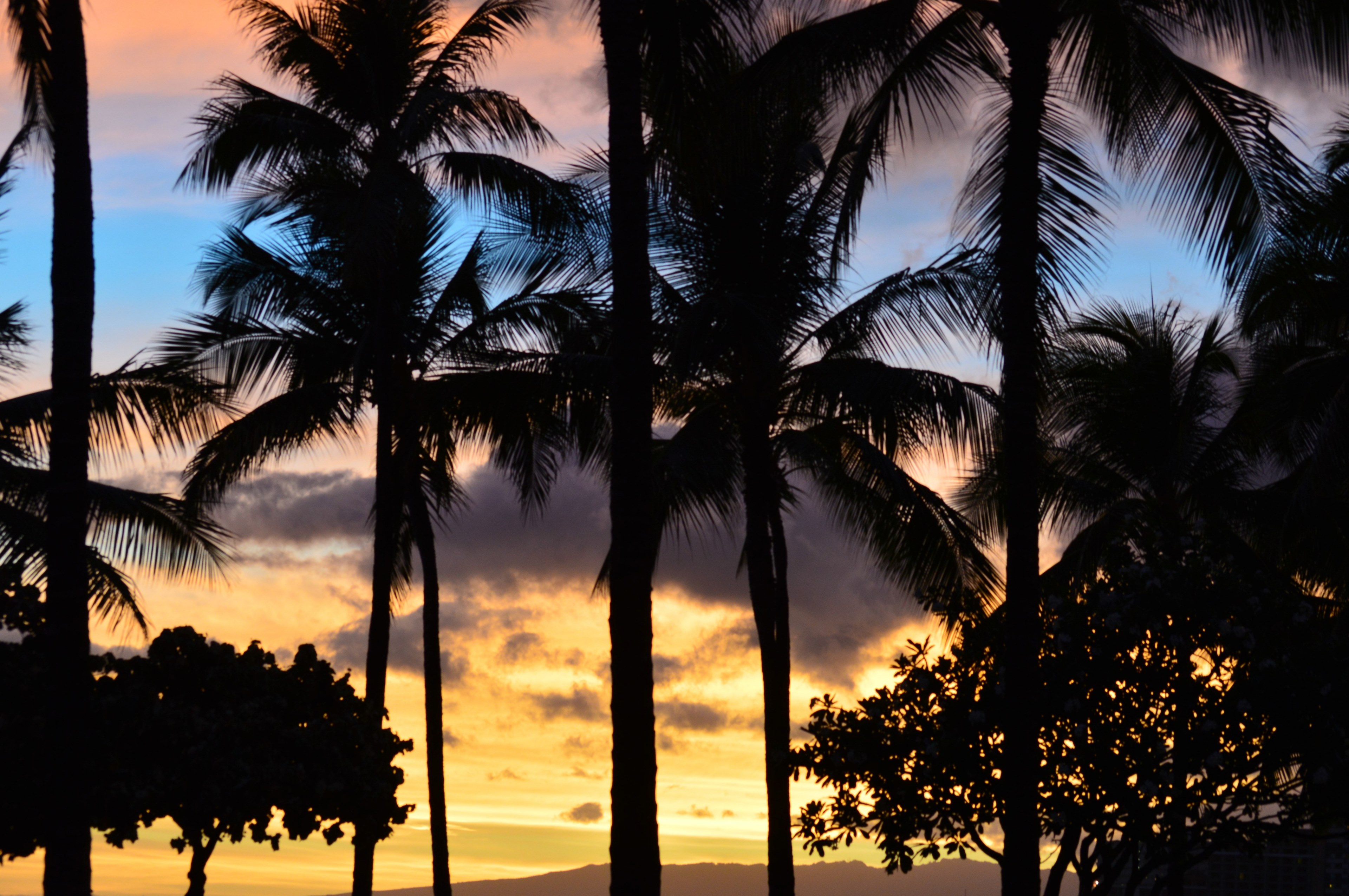 sky evening hawaii and palm tree 4k, HD Wallpaper