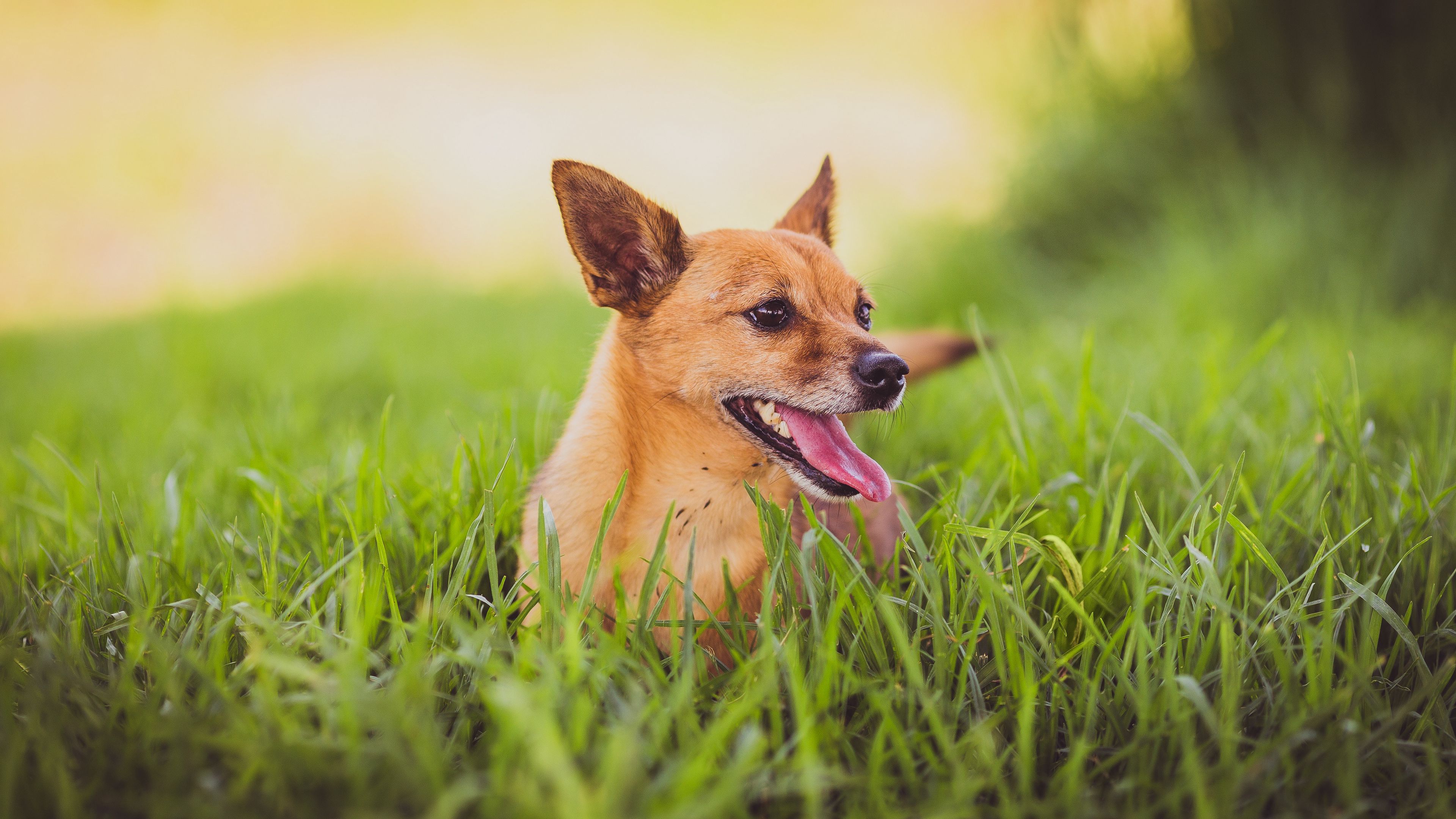 dog, protruding tongue, grass, 4k, HD Wallpaper