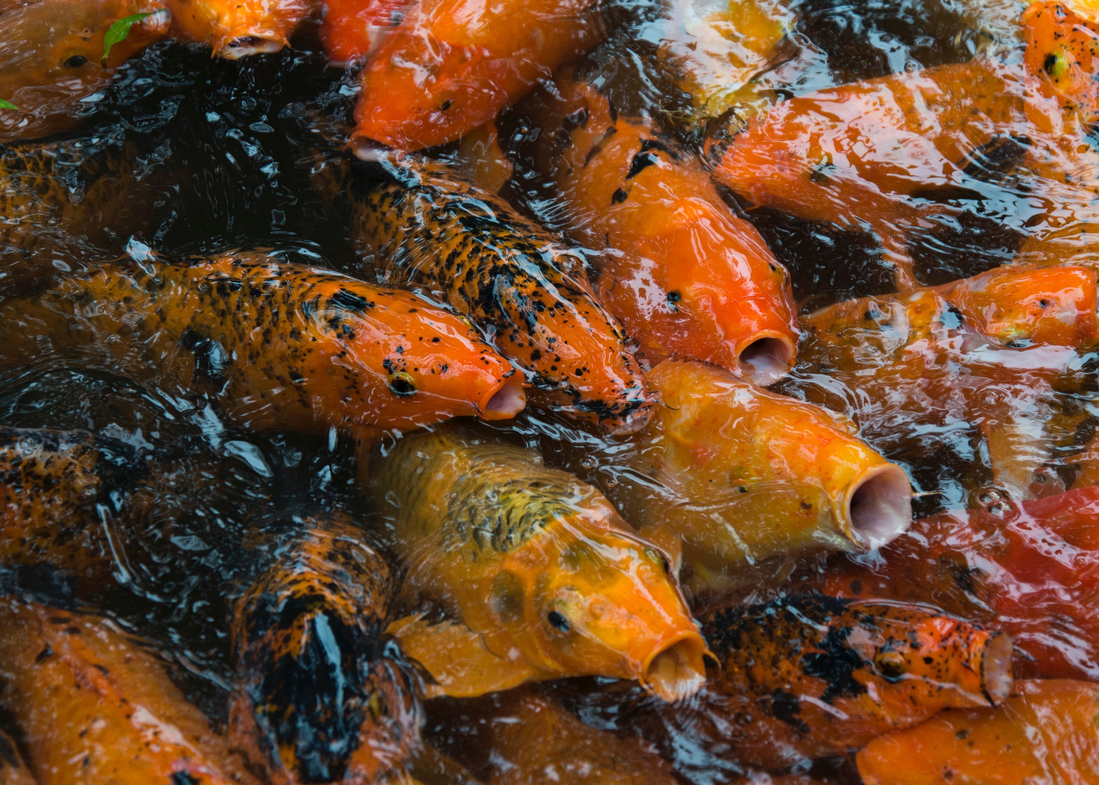 hawaii koi fish 4k, HD Wallpaper