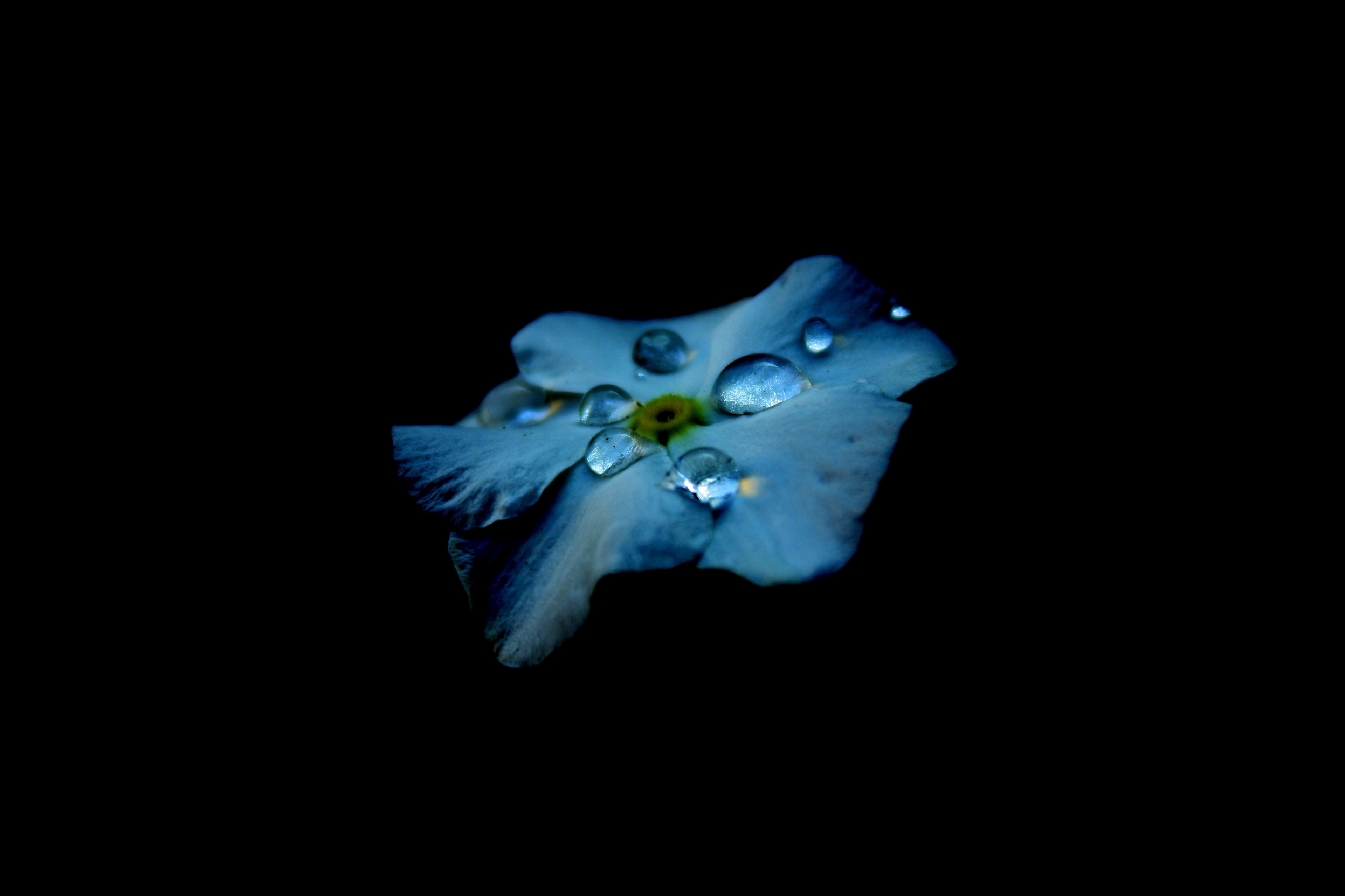 a macro shot of dewdrops on a blue hydrangea flower, dewdrops on blue hydrangea 4k, HD Wallpaper