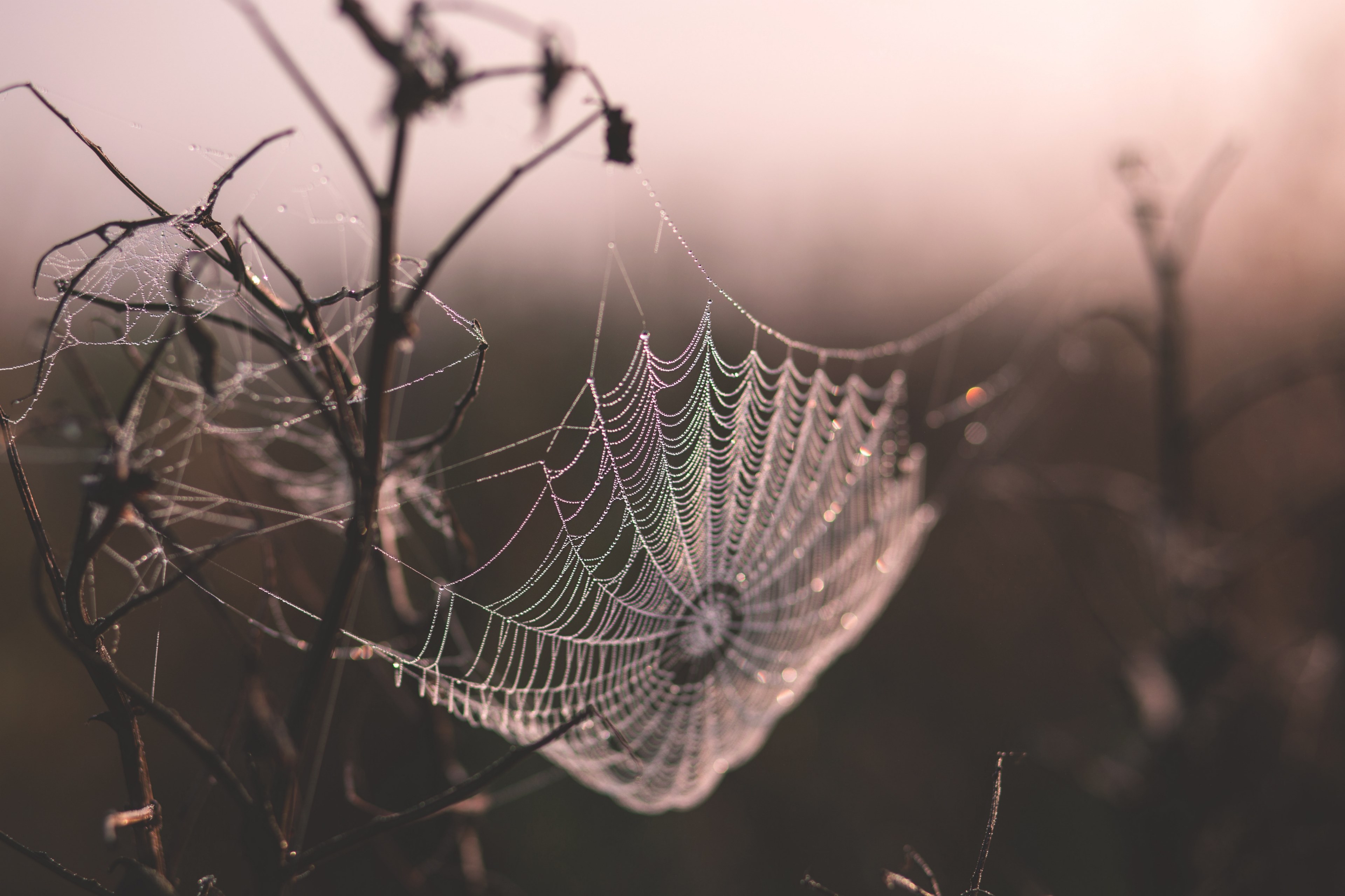 a wet spider web on a plant in a meadow in suchawa, _spider web on plant 4k, HD Wallpaper