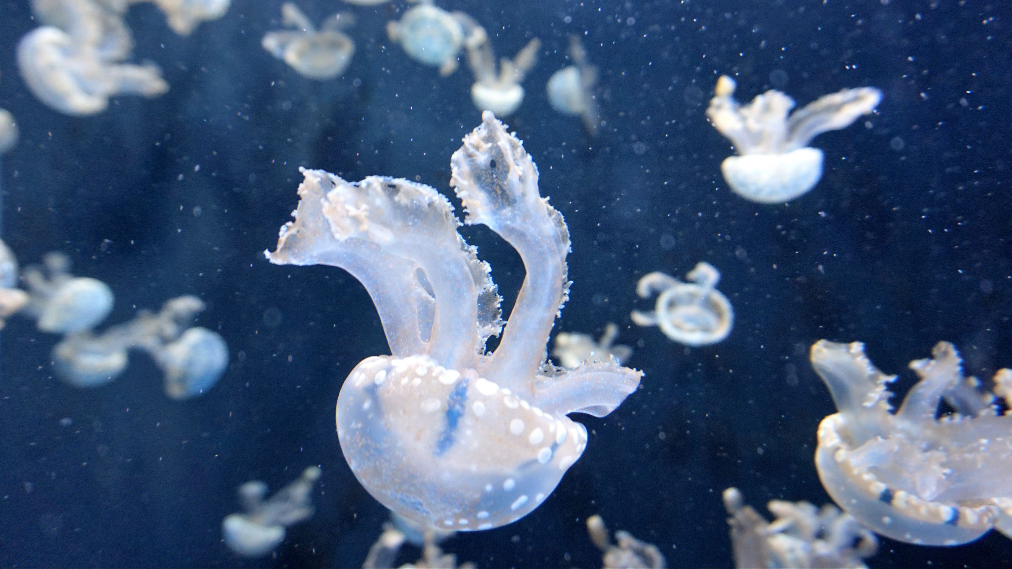 jellyfish, underwater, tentacles, swimming, 4k, HD Wallpaper