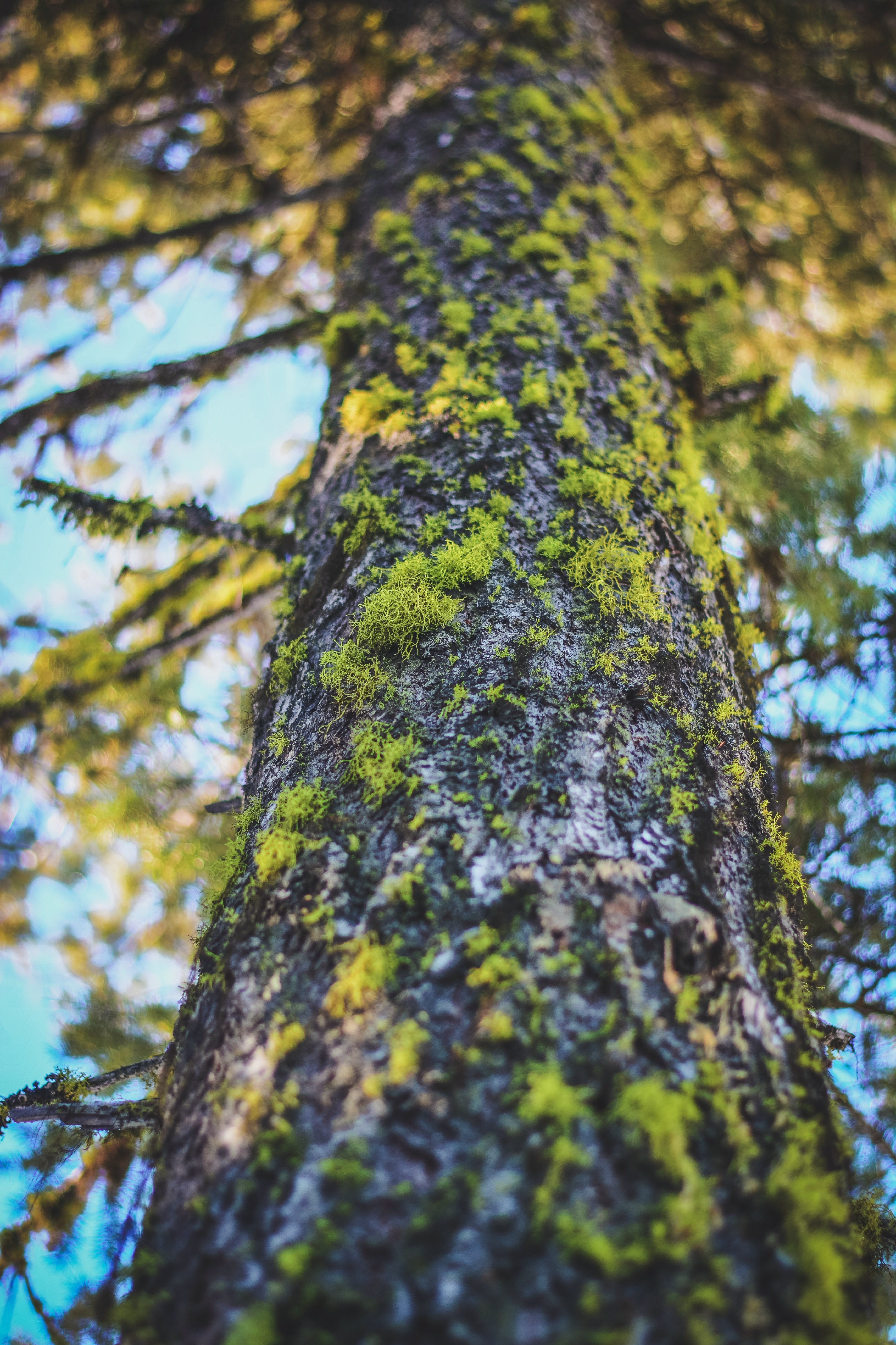 tree moss bark and branch hd, 4k, Phone HD Wallpaper