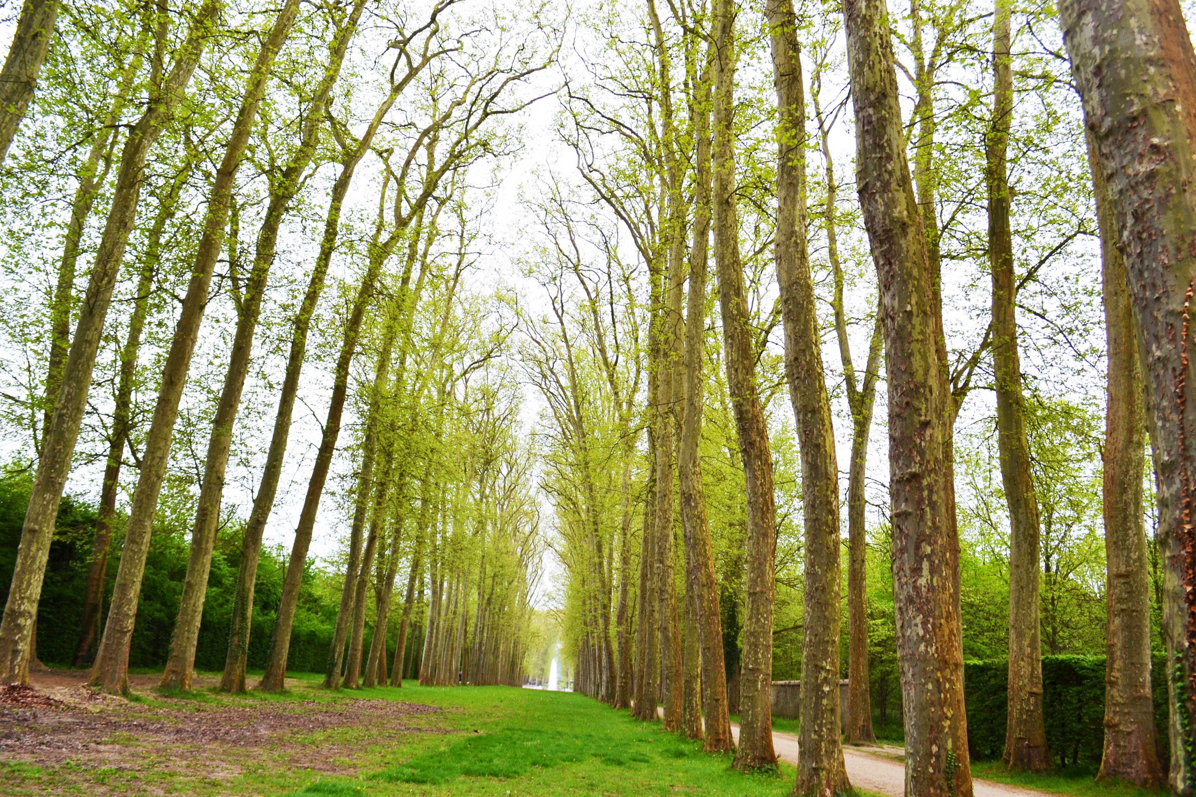a path surrounded by trees in the gardens of versailles, versailles trees 4k, HD Wallpaper