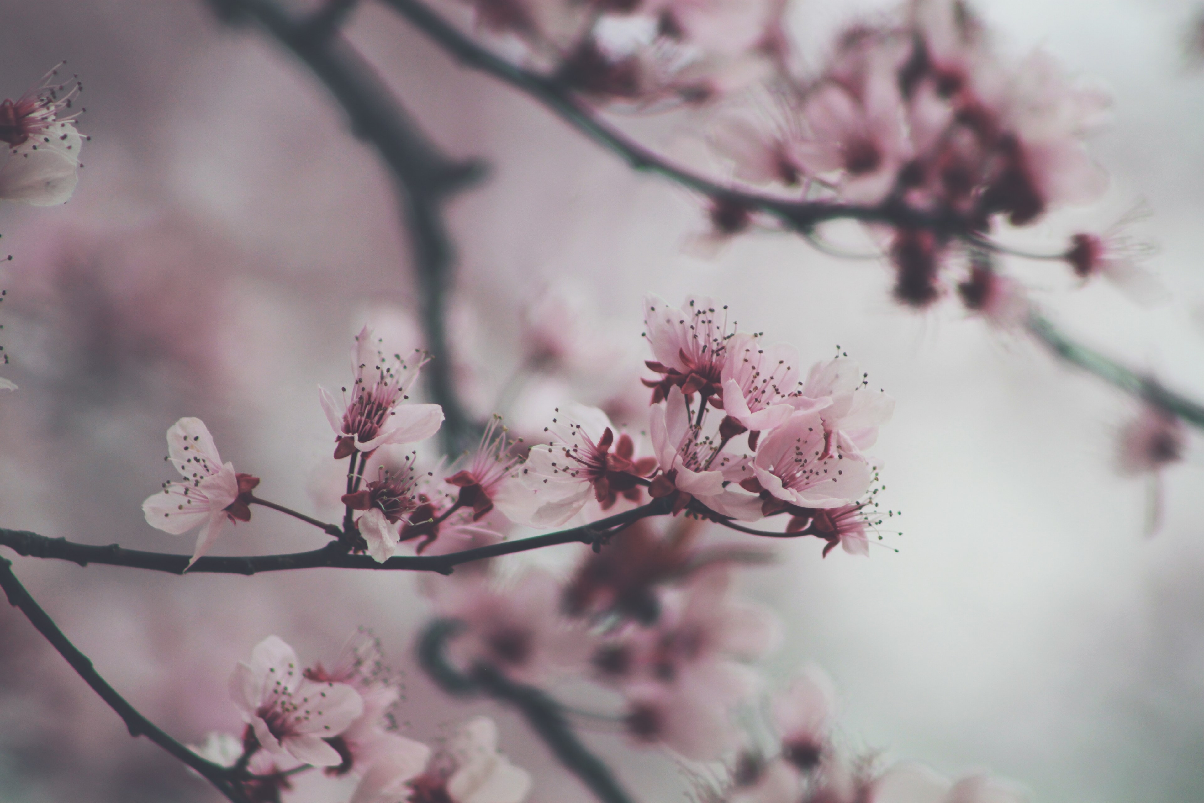 hanami 4k, HD Wallpaper