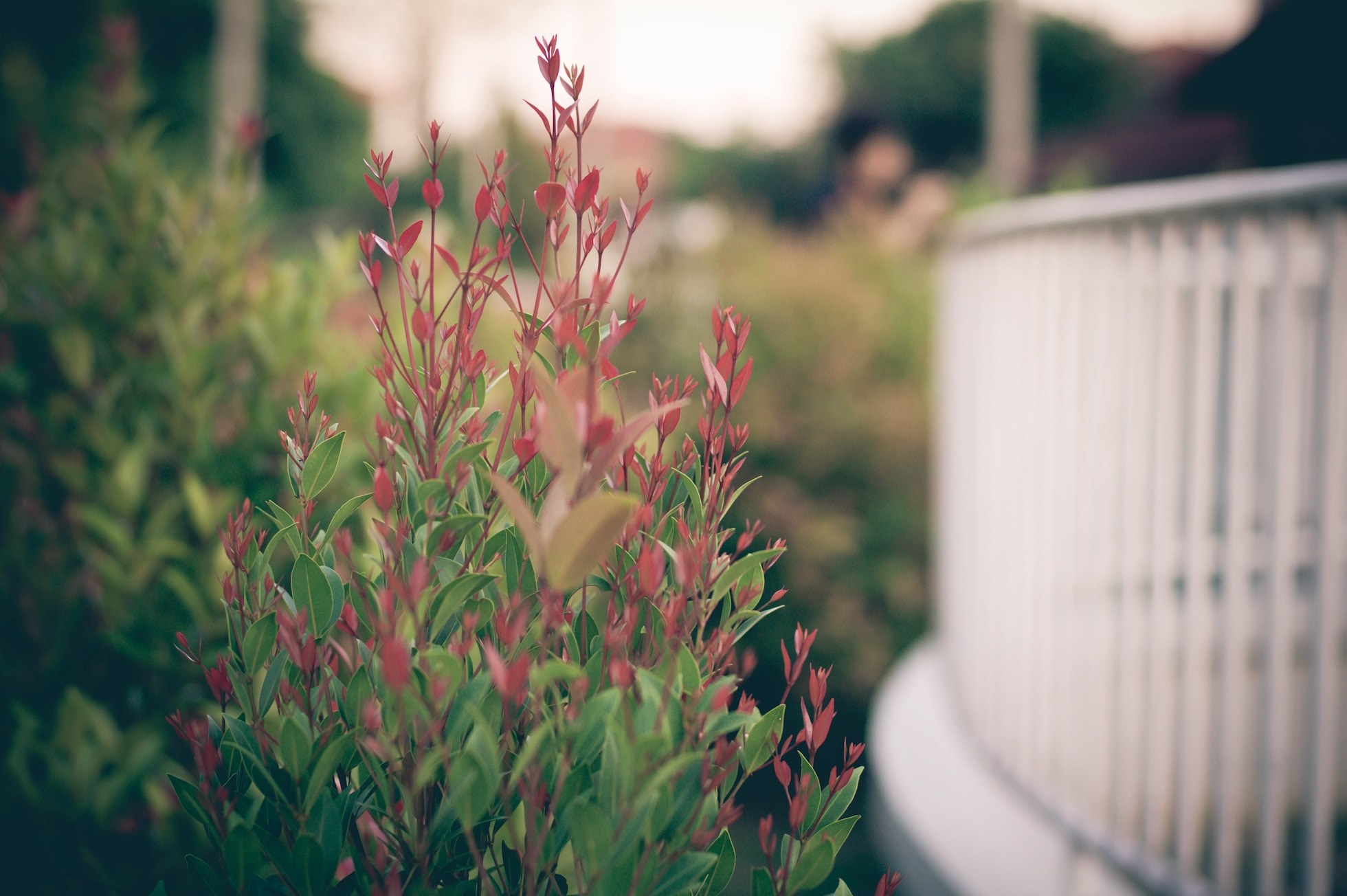 garden plant picket fence and yard 4k, HD Wallpaper
